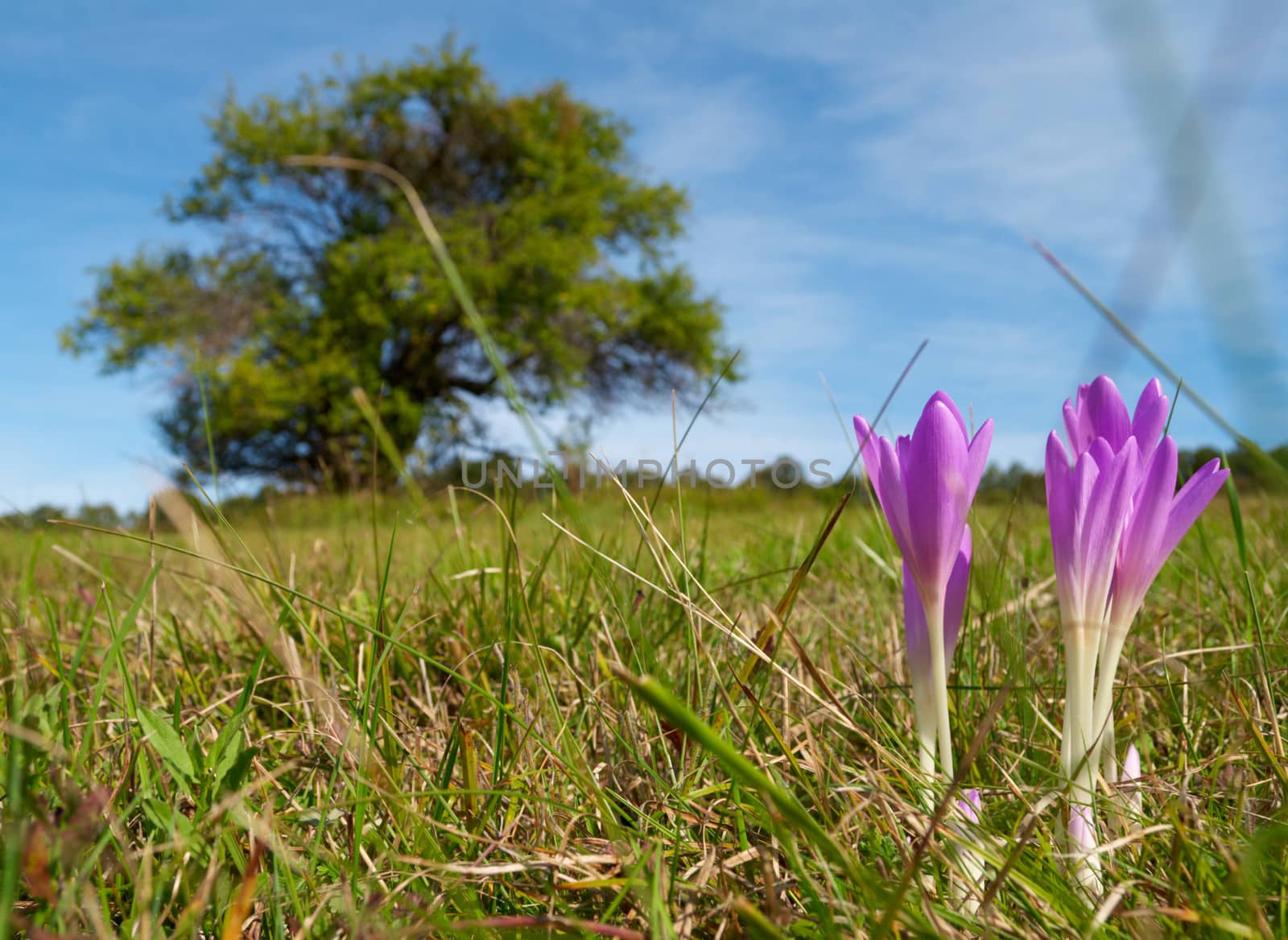 Colchicum flowers of the field by ecobo