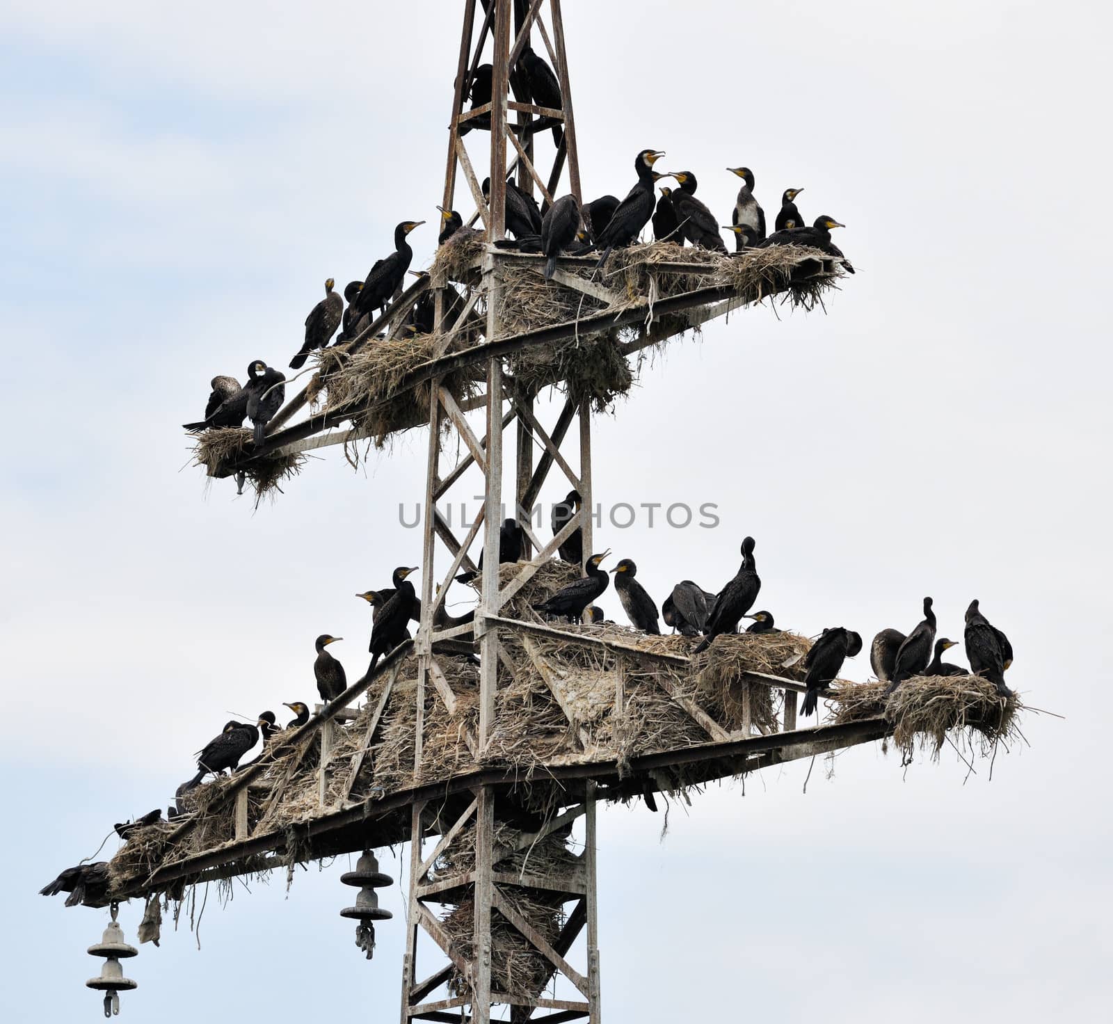 Black cormorants colony nests on electricity pole