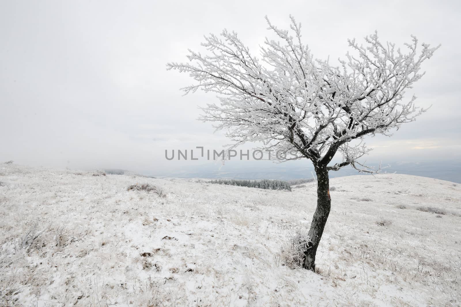 Lonely tree in snow mountains of Bulgaria