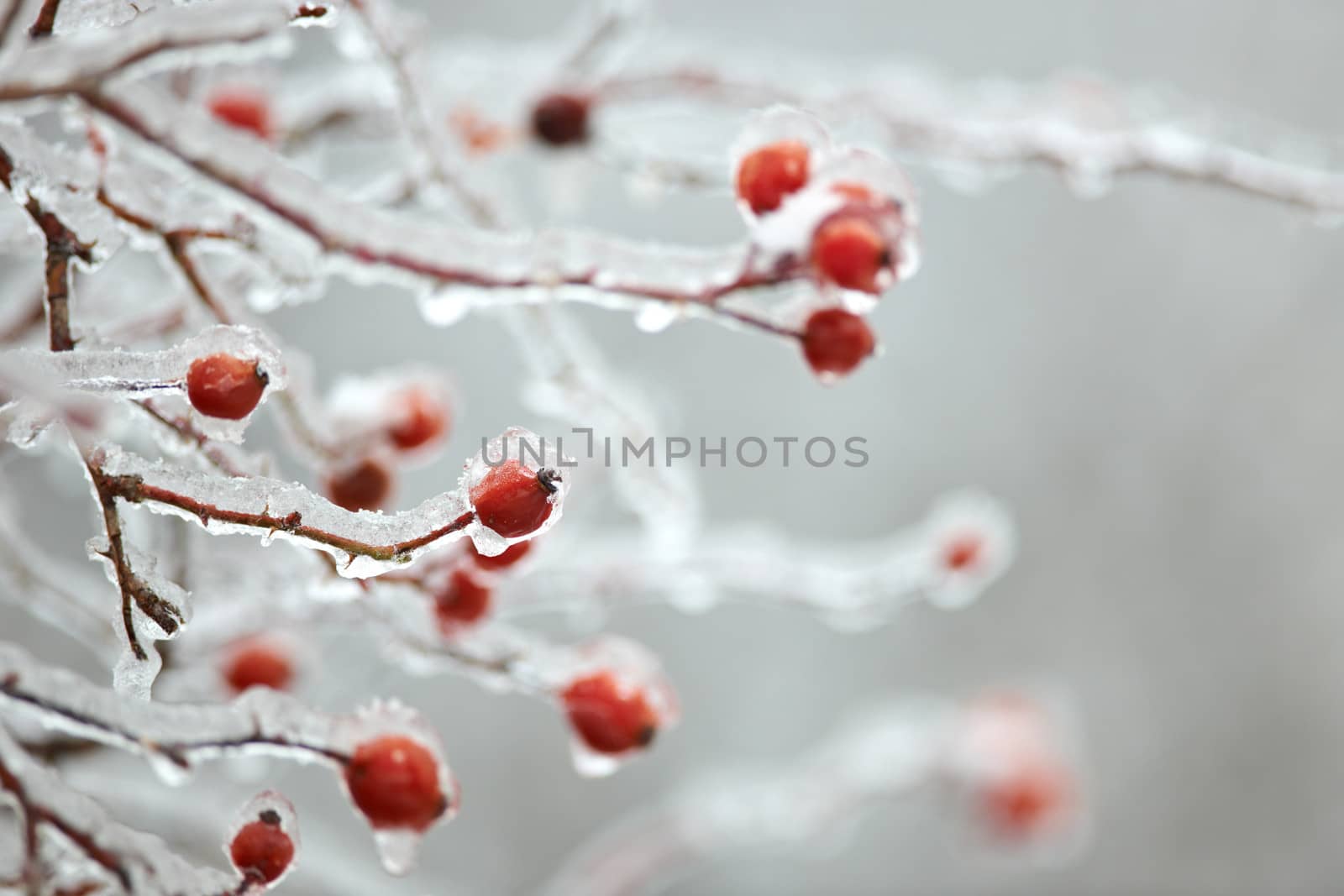 Ice on frozen red briar fruits