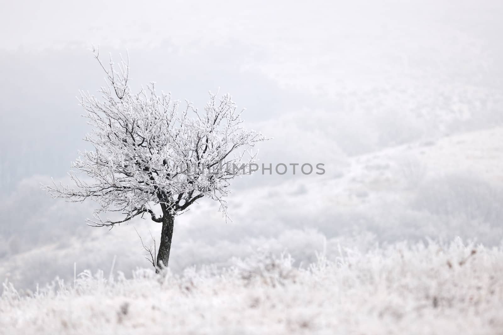 Frozen lonely winter tree in misty mountain