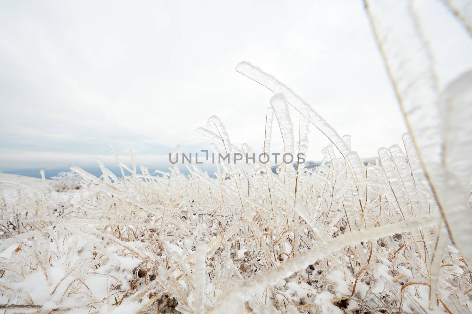 Frozen dry grass with ice