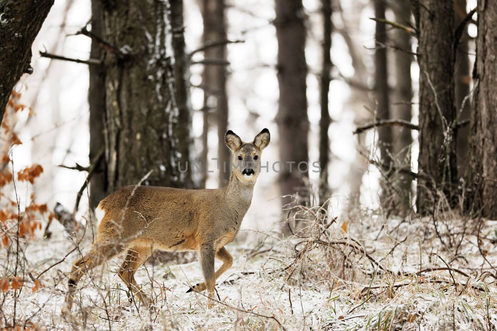 Wild European roe deer in winter forest