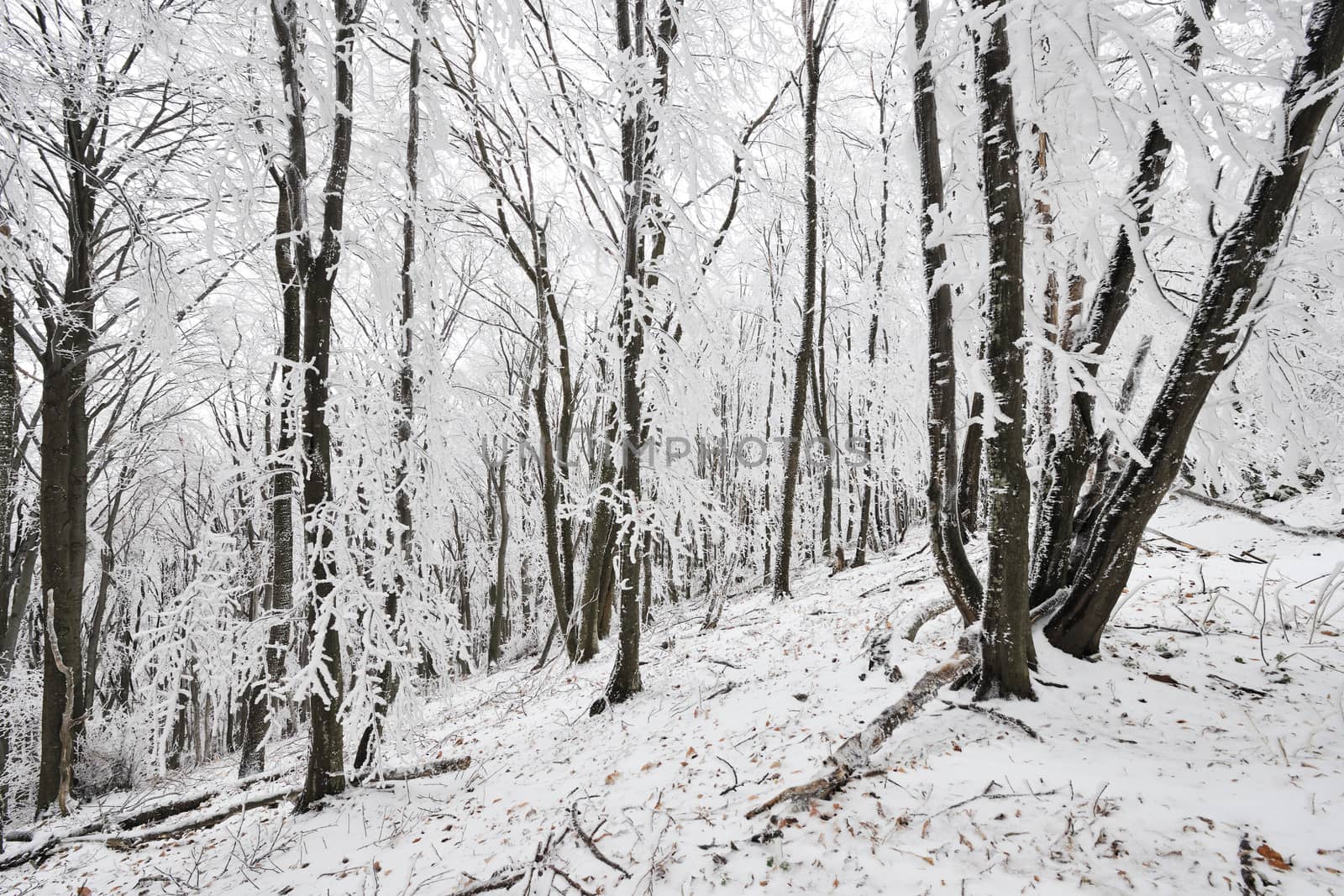 Winter frozen forest by ecobo