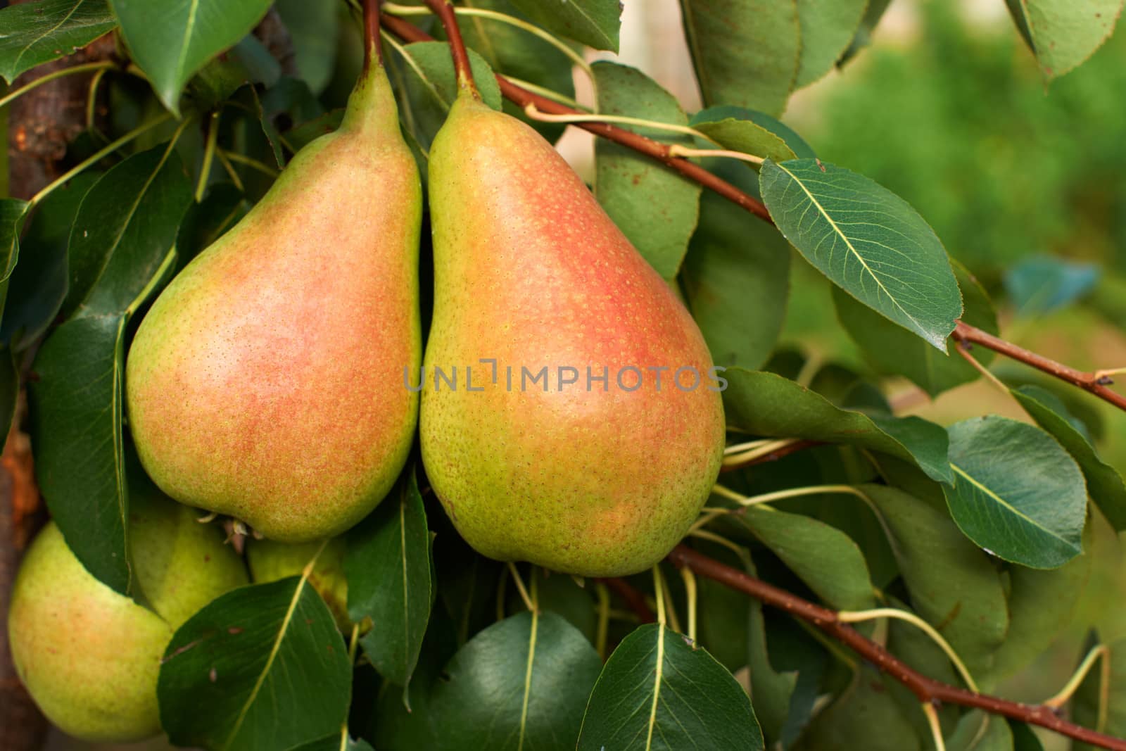 Ripe pears on tree by ecobo