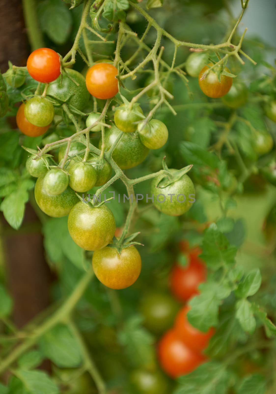 Green and red cherry tomatoes on bunch