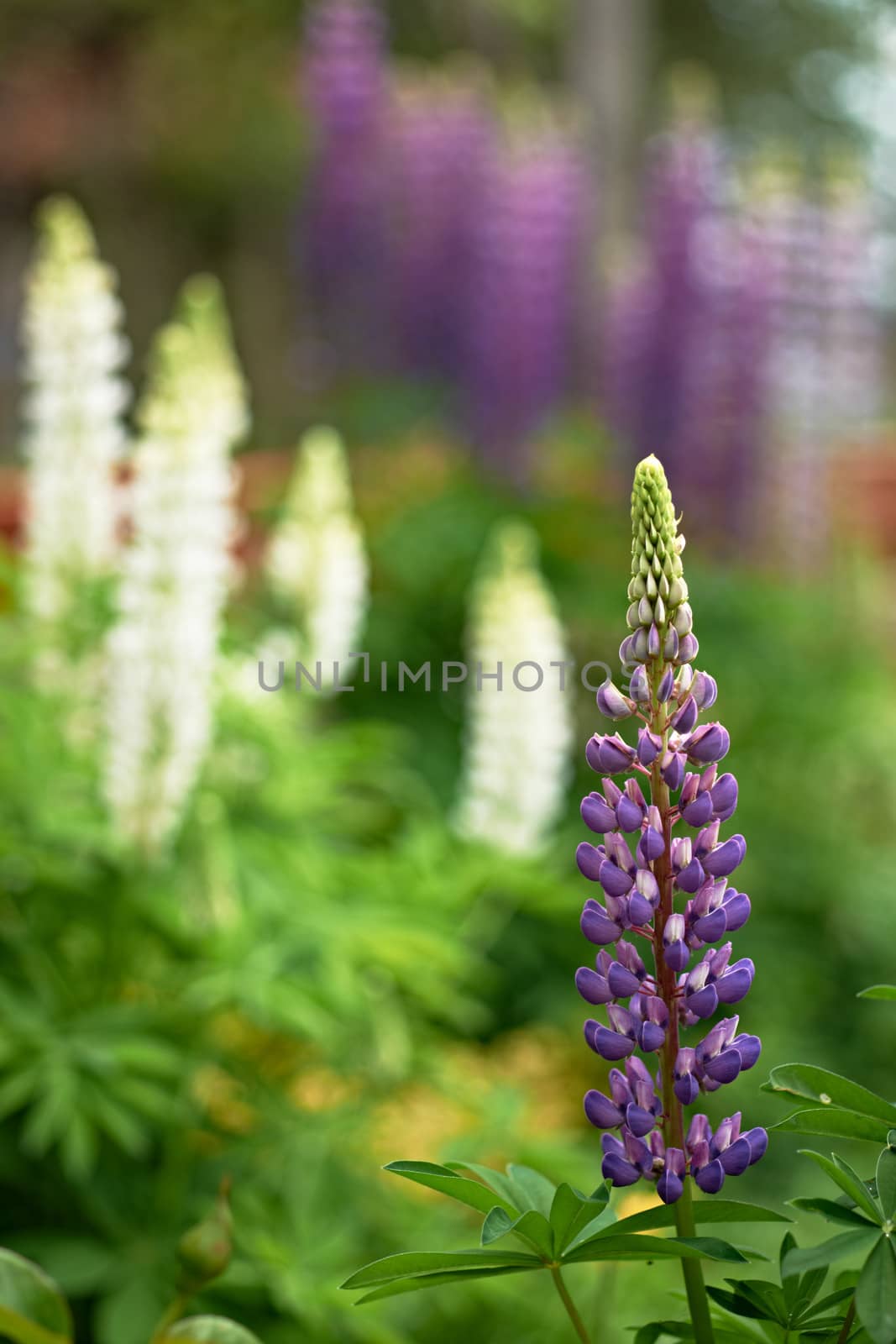 Beautiful garden summer flowers blossoms