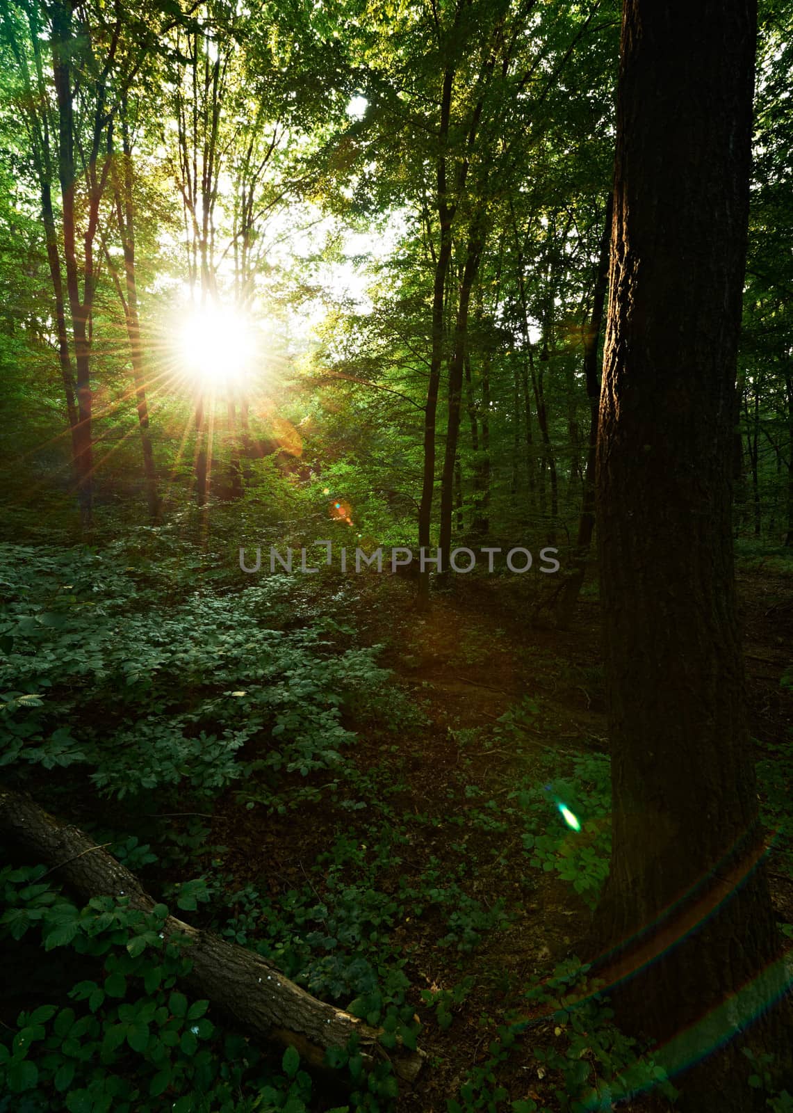 Morning sun in green oak forest