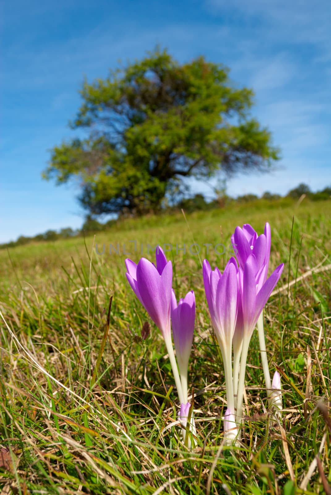 Violet colchicum flower blossoms in autumn field