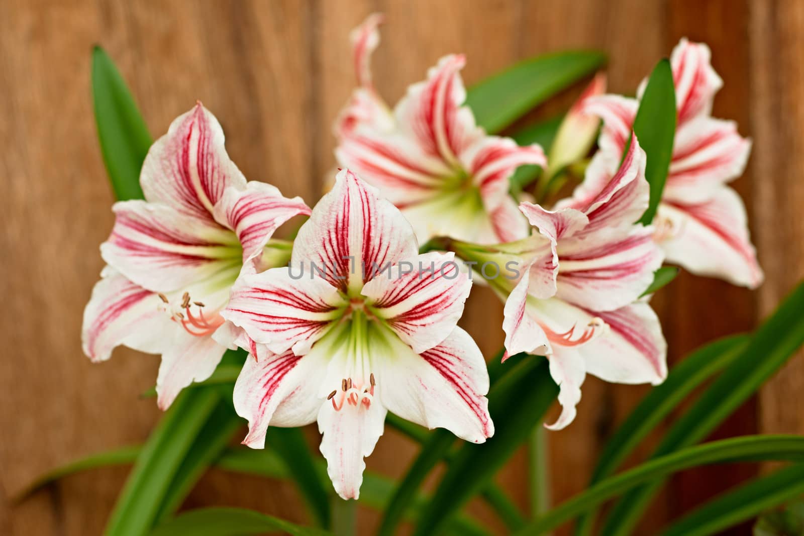 Beautiful blossoms of white Amaryllis flower