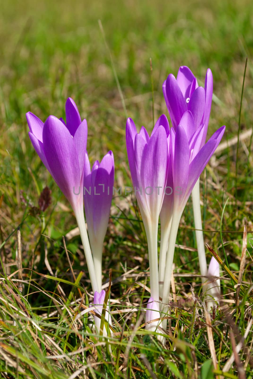 Violet colchicum flower blossoms in autumn field