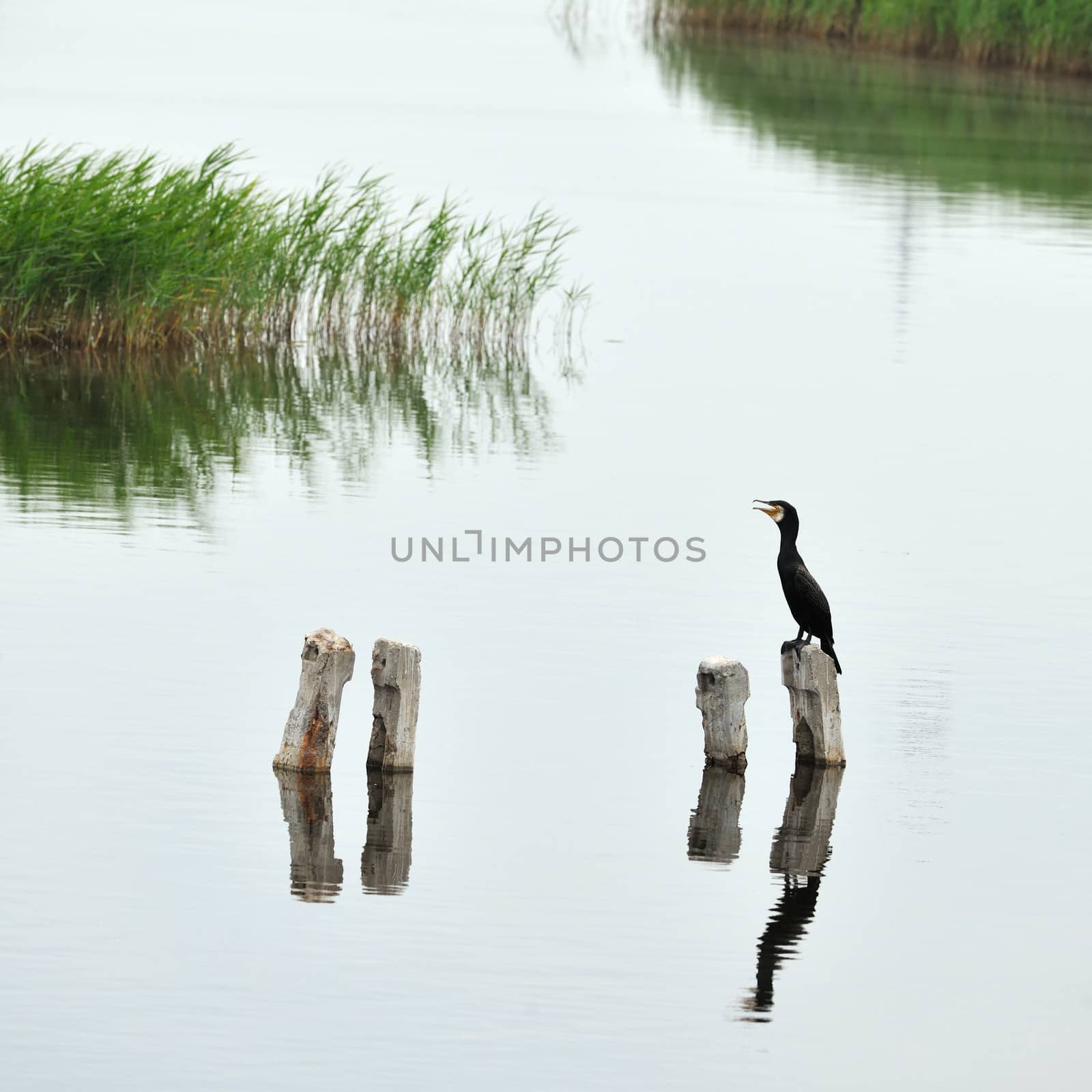 Black cormorant in spring marshland