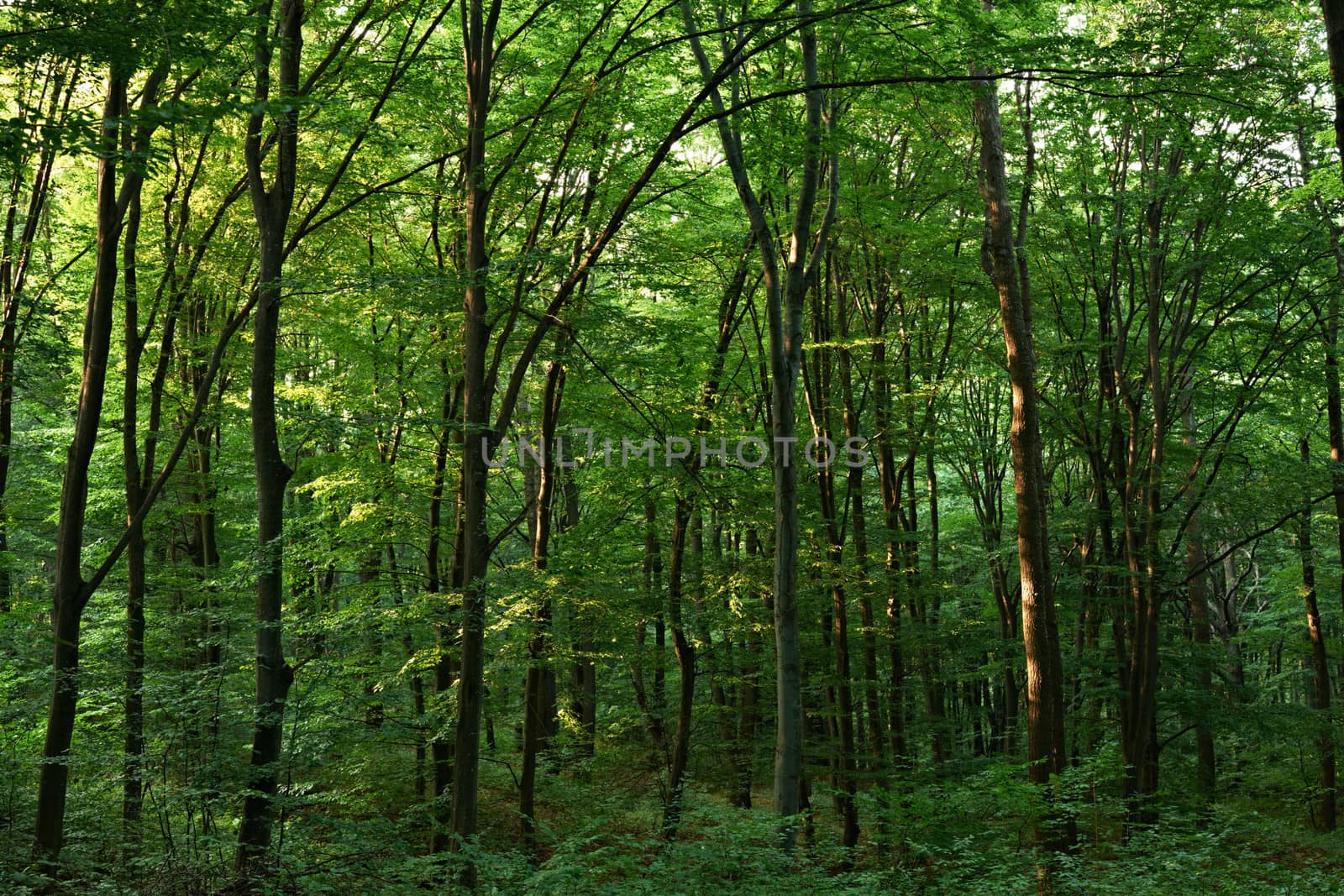 Green oak forest by ecobo