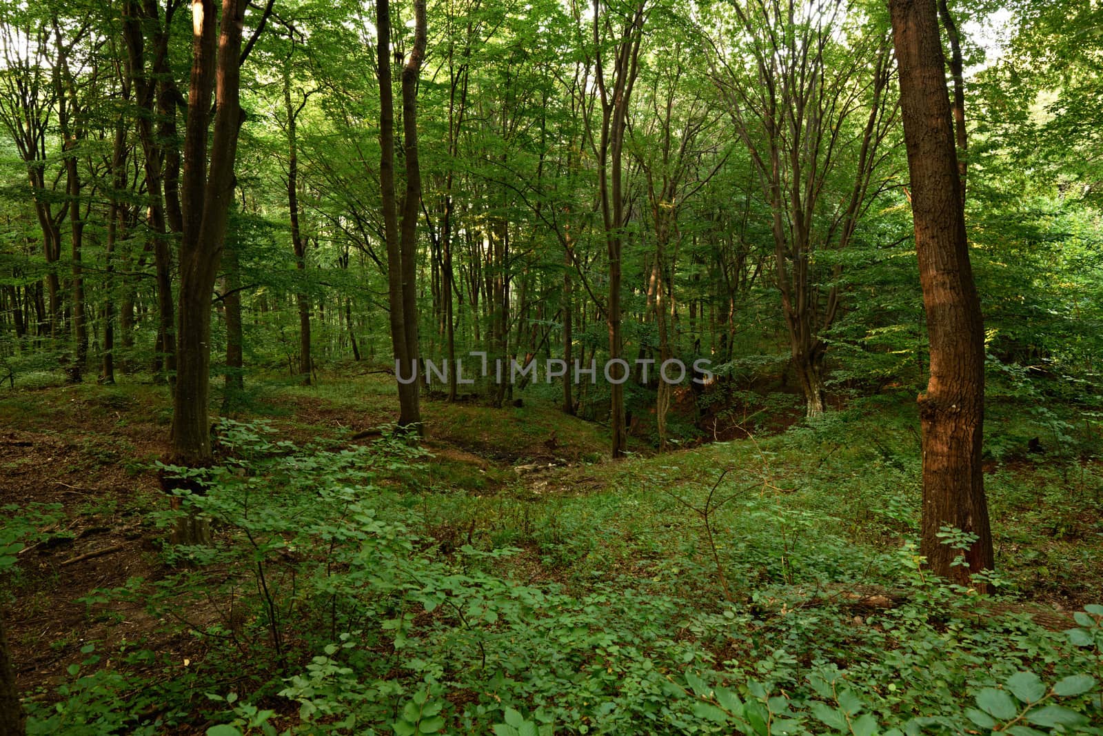 Summer in European oak forest