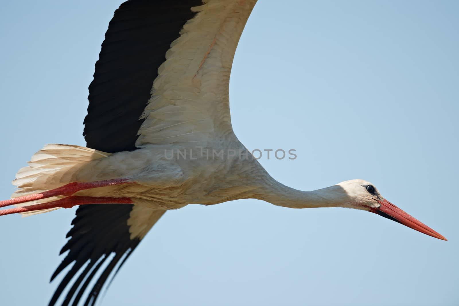 Flying stork by ecobo