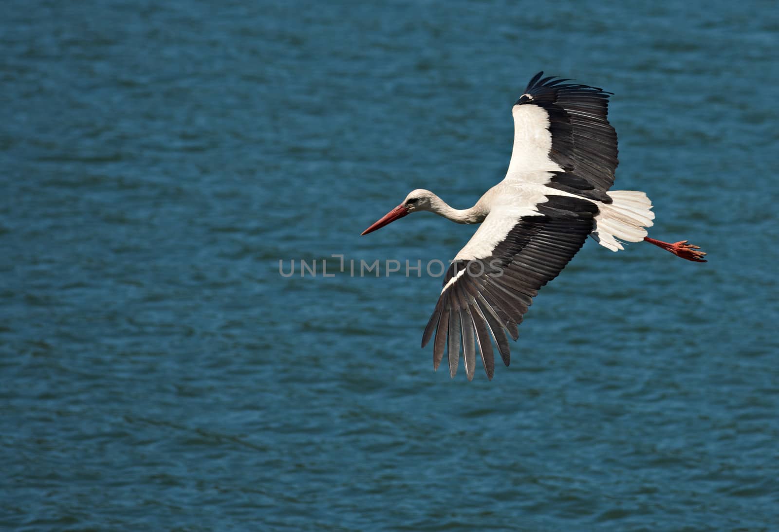 Flying white european stork on a blue water surface