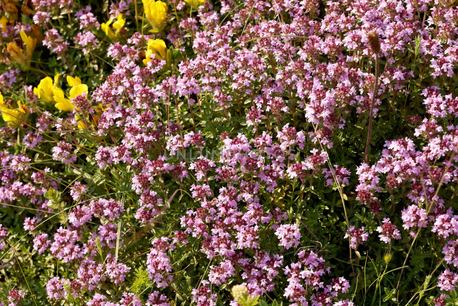 Wild thyme blossom by ecobo