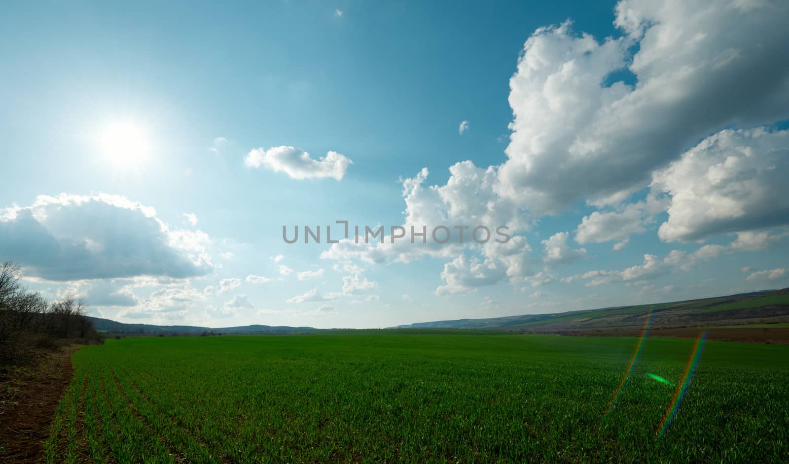 Green spring field with the sun in frame