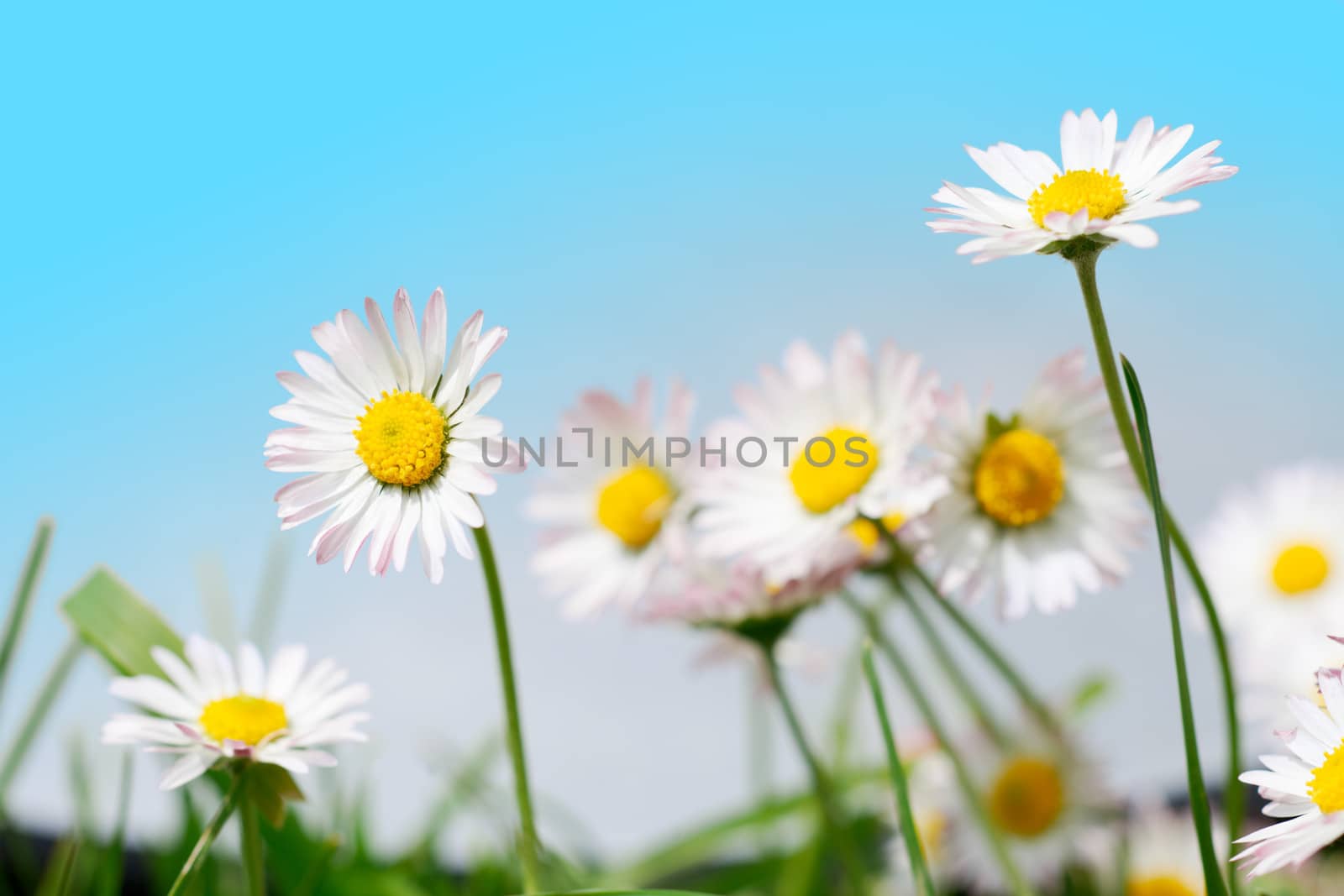 Spring white flowers, marguerites in a green meadow and blue sky