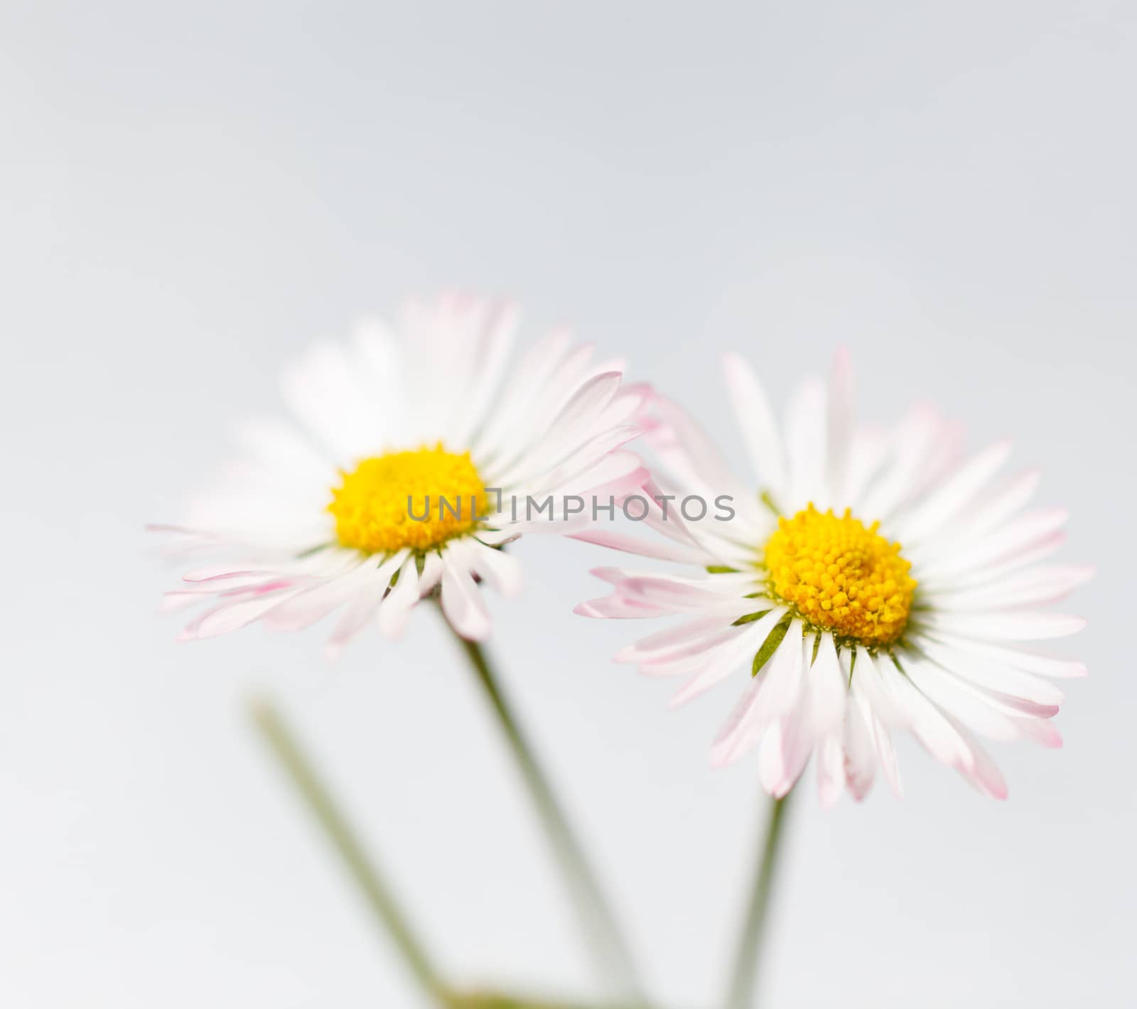 Spring flowers, white marguerites by ecobo