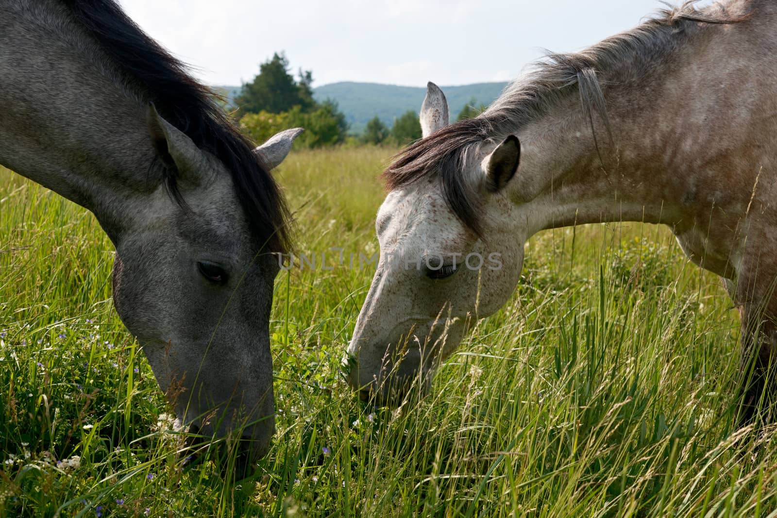 Heads of two grazing horses in a green spring meadow