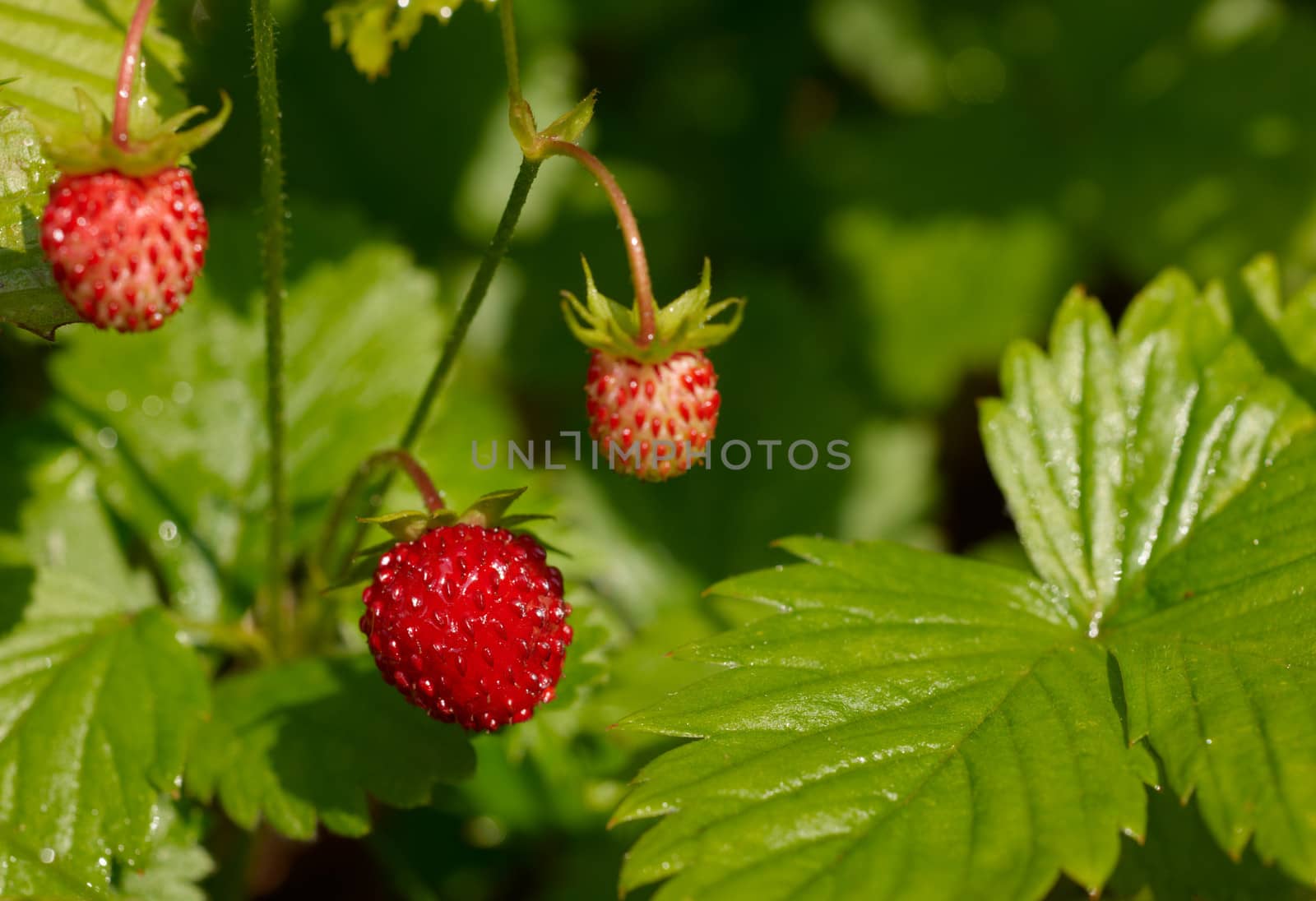 Ripe wild strawberry fruit with green leafs