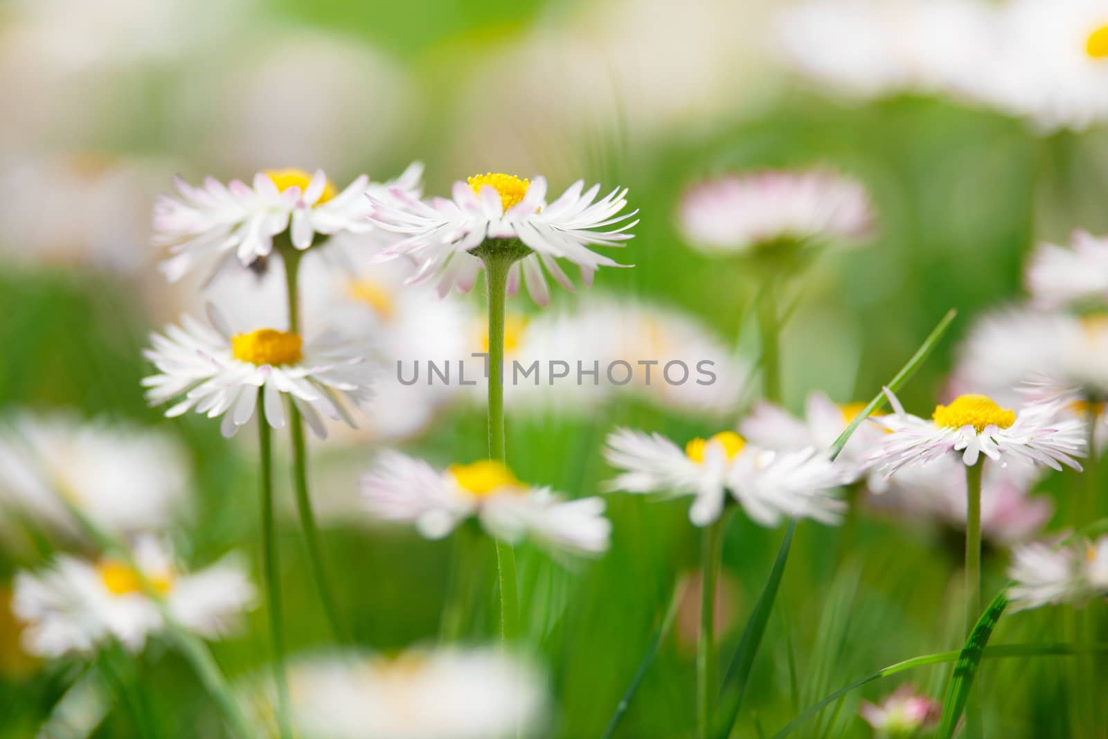 Spring flowers, marguerites in a green meadow by ecobo