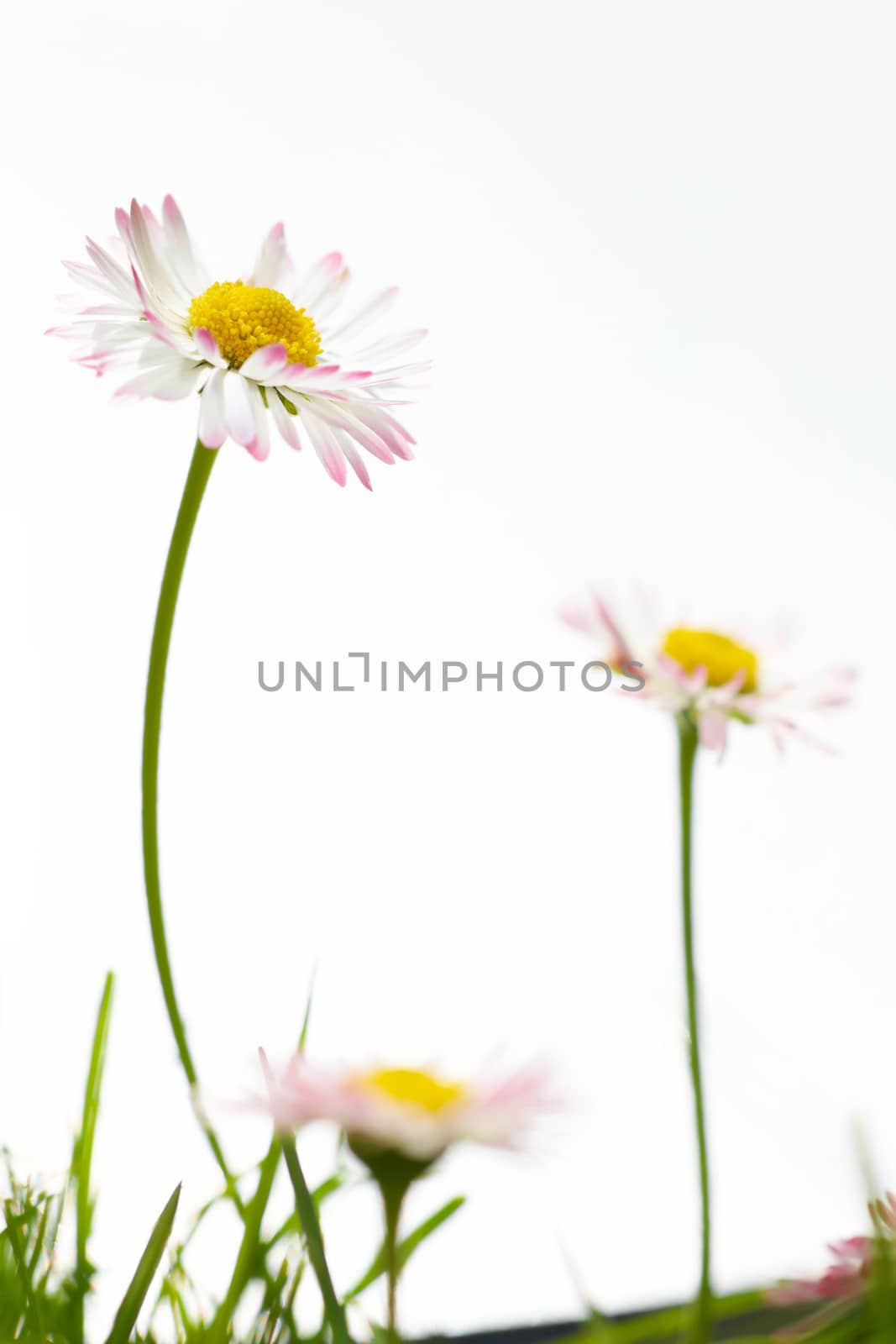 Spring white flowers, marguerites