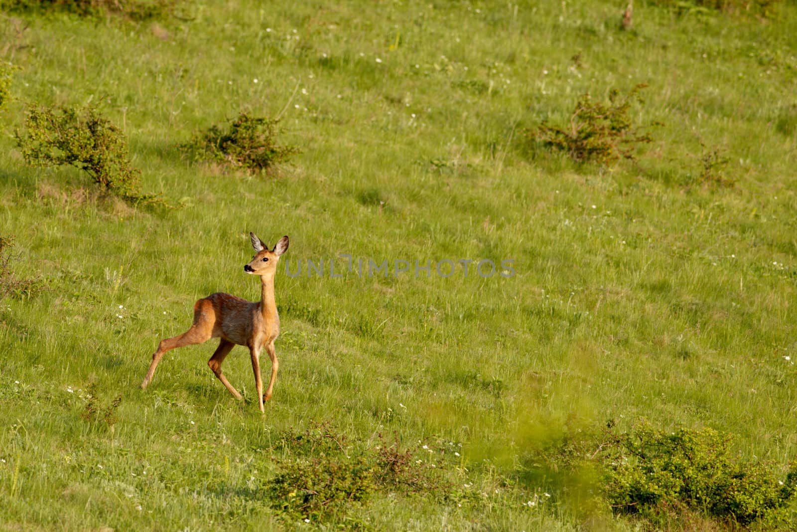 Young female european roe deer