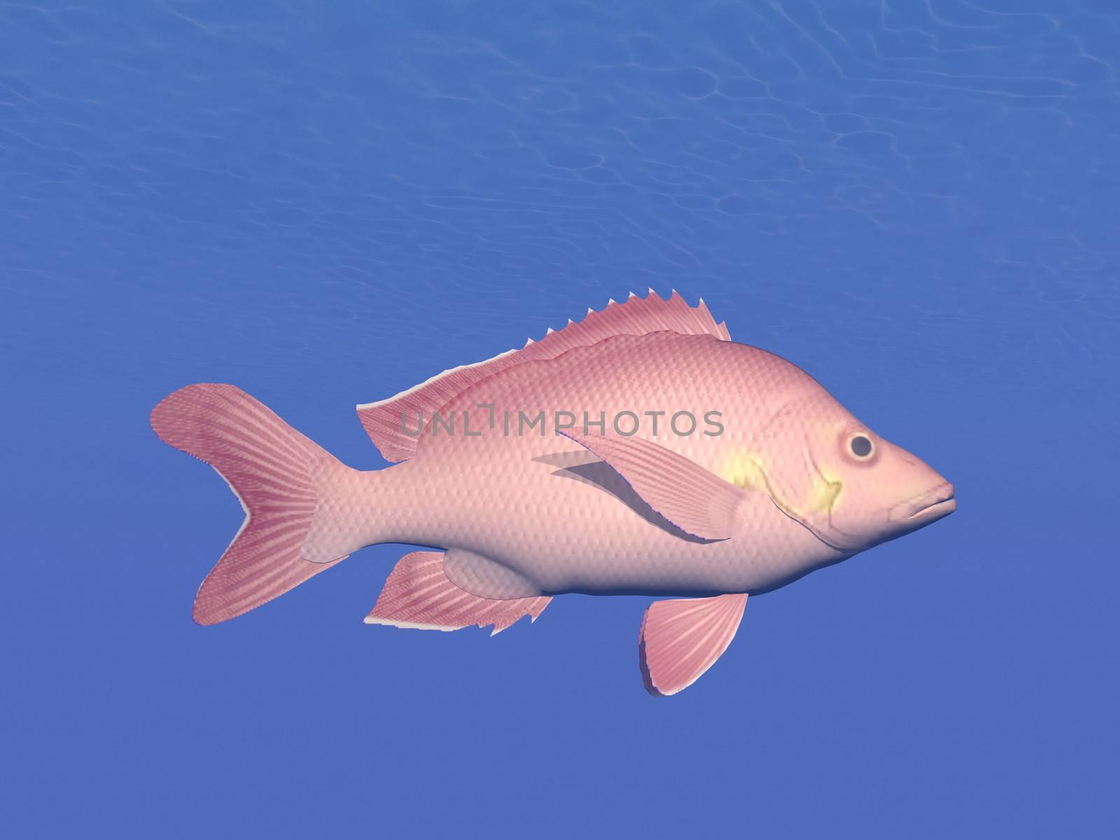 Red fish underwater - 3D render by Elenaphotos21