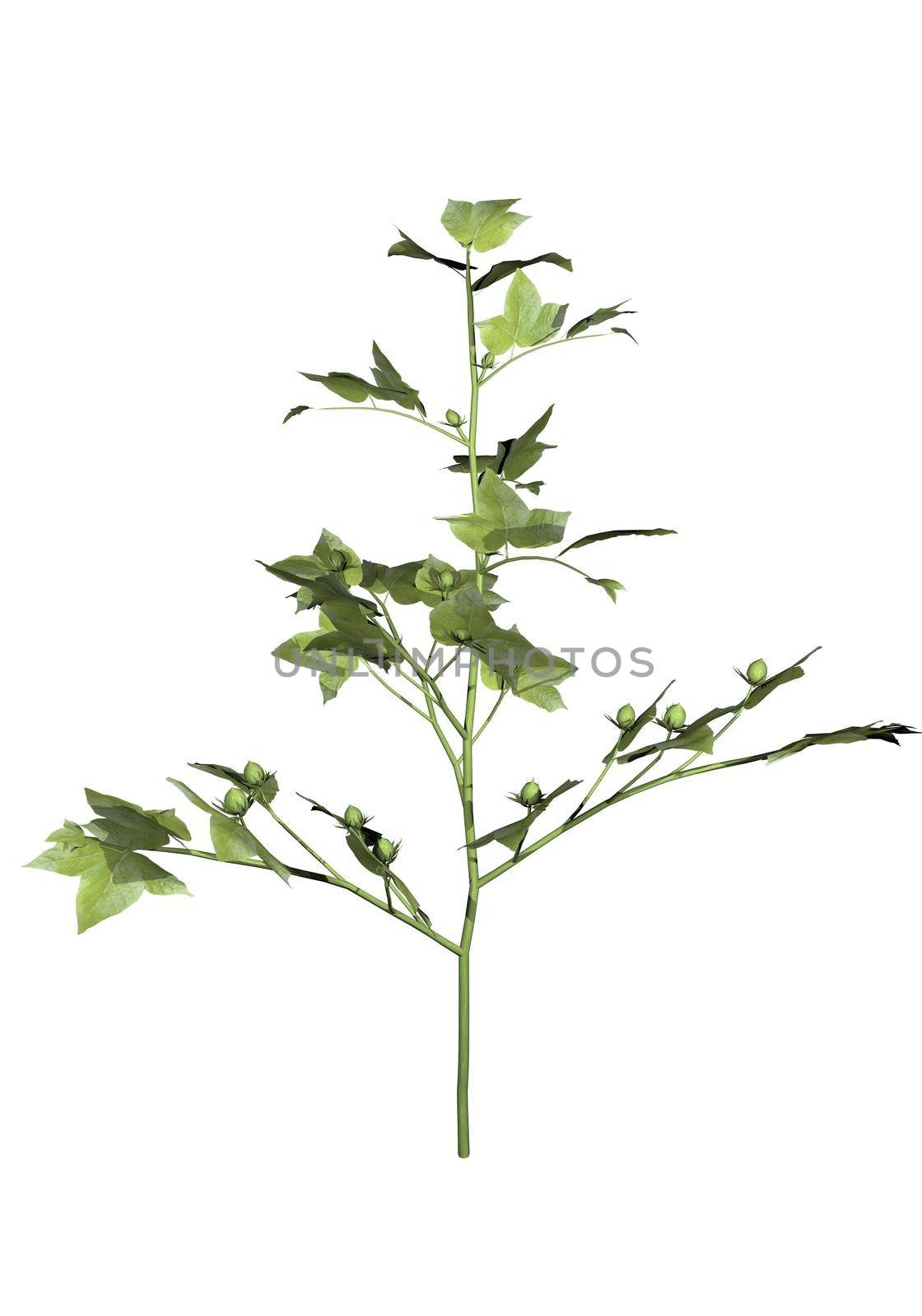 One young cotton plant isolated in white background