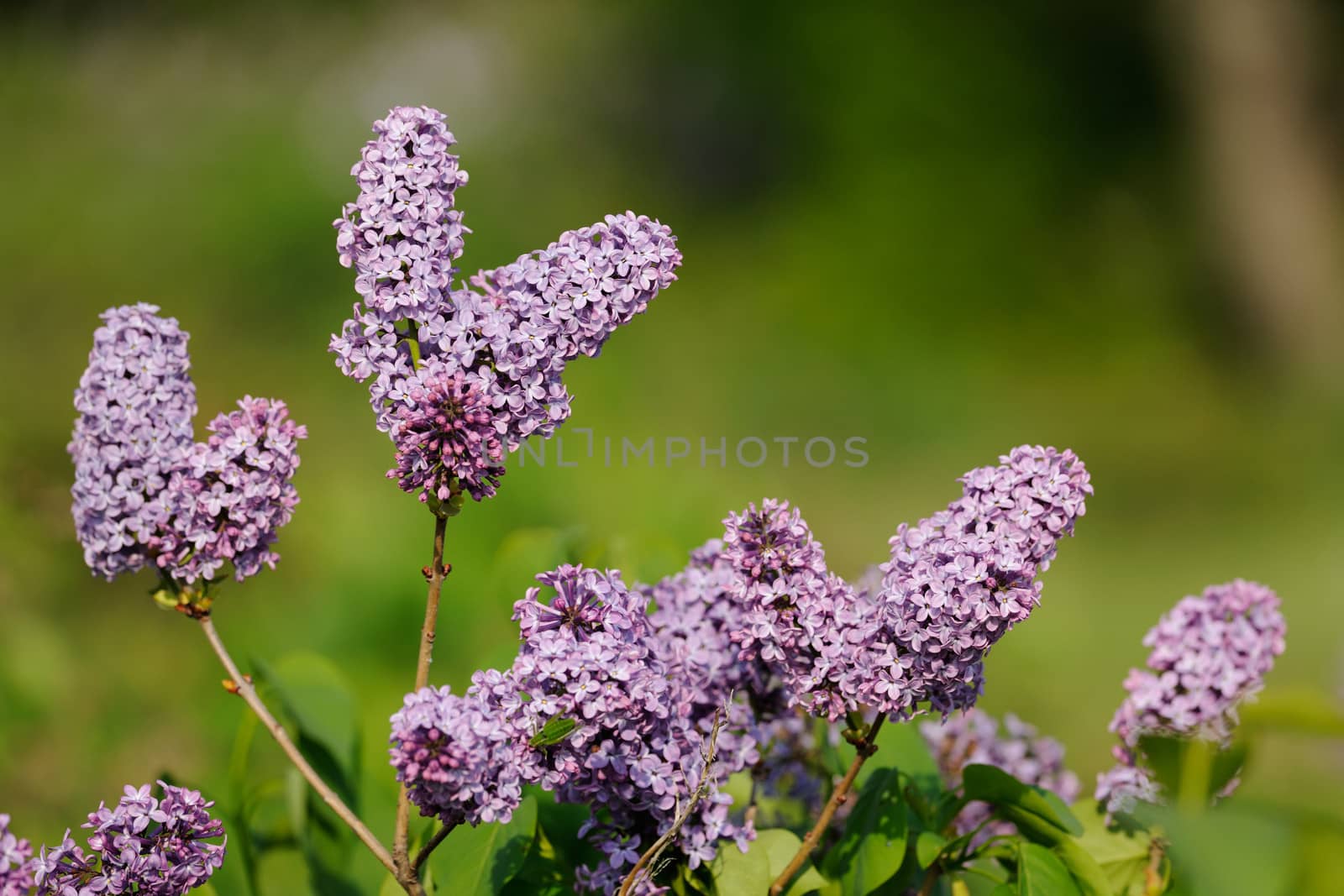 Wild lilac blossoms spring flower