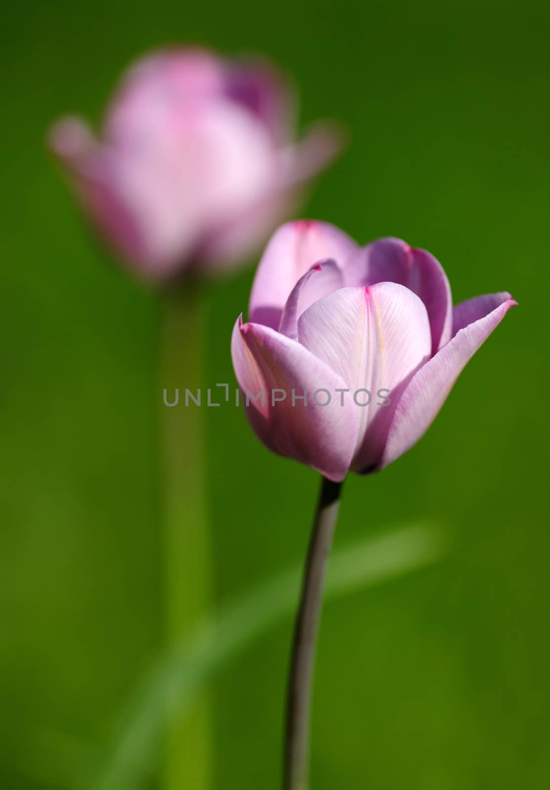 Two wild violet tulips