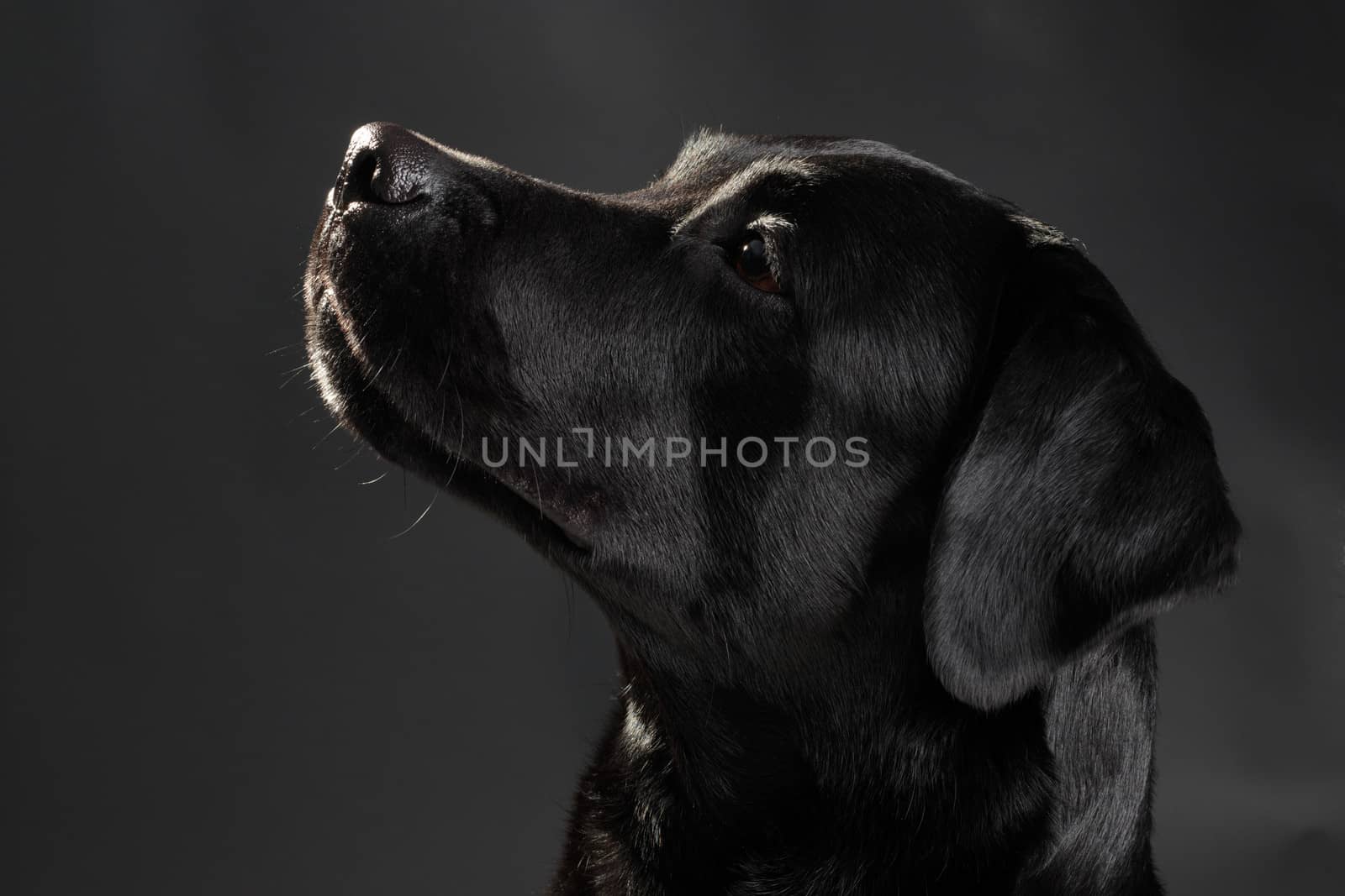 Head of a black labrador retriever dog lookin aside