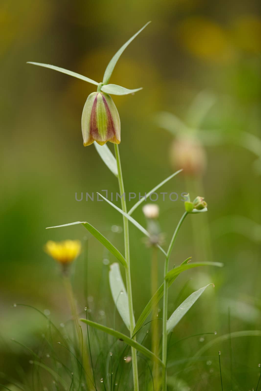 Spring flowers of the field