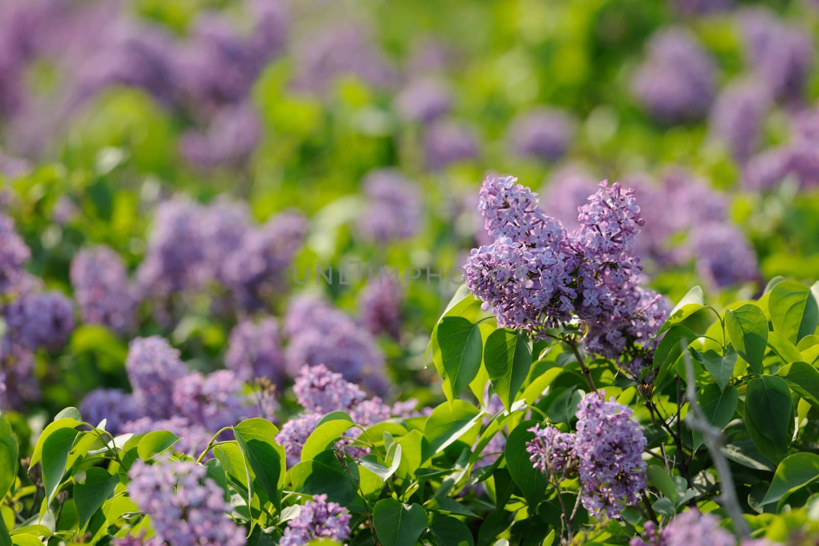 Blossoms of wild violet lilac