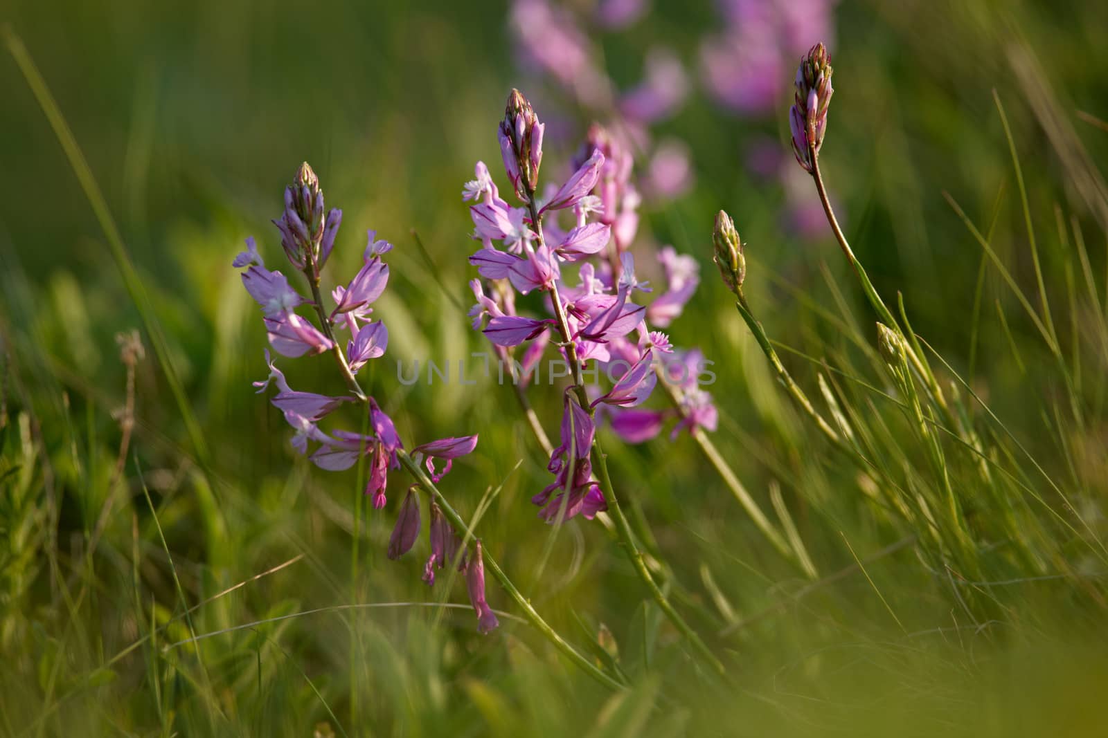 Blossoms of spring violet flowers