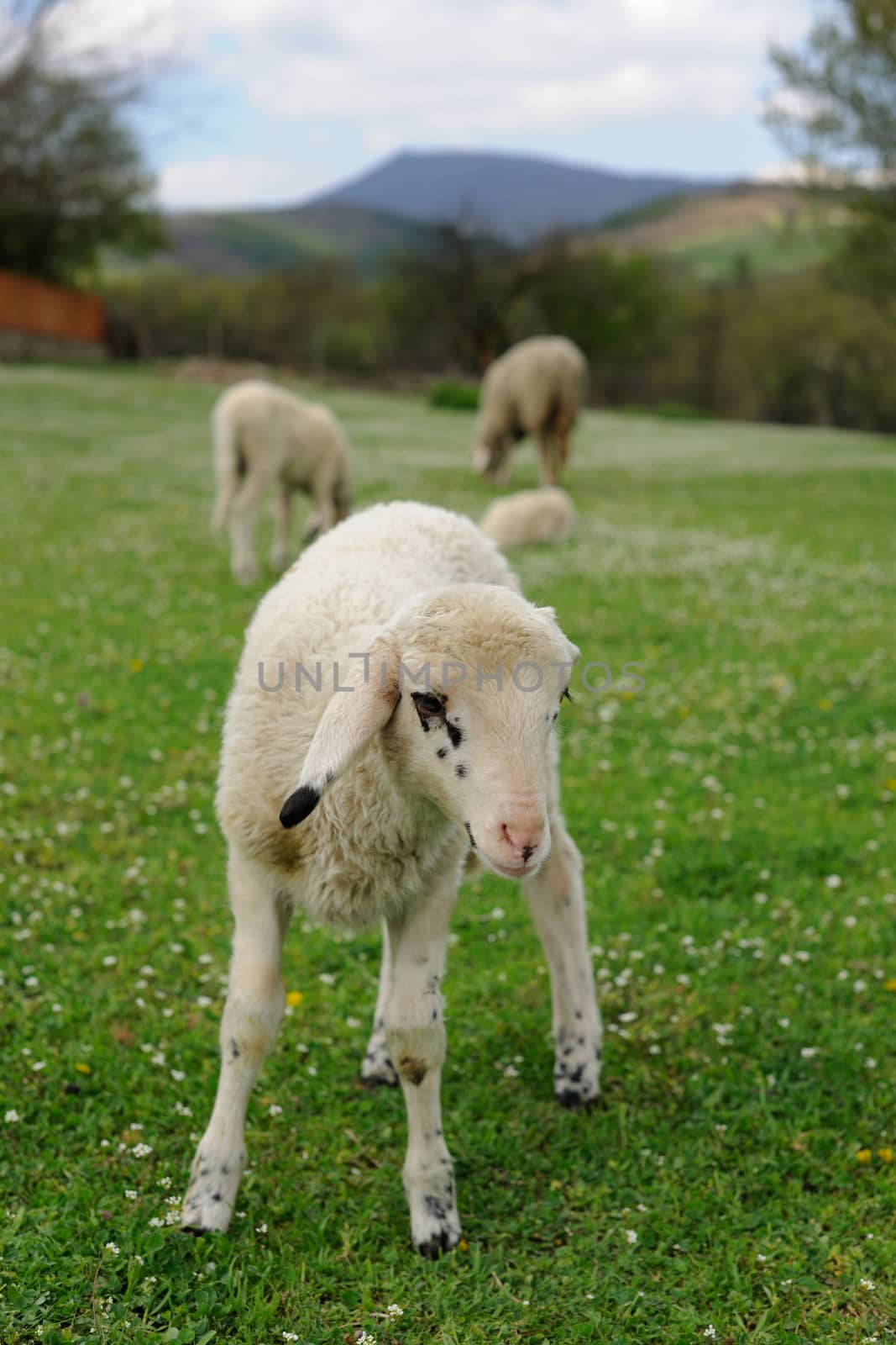 Lambs on a spring meadow 