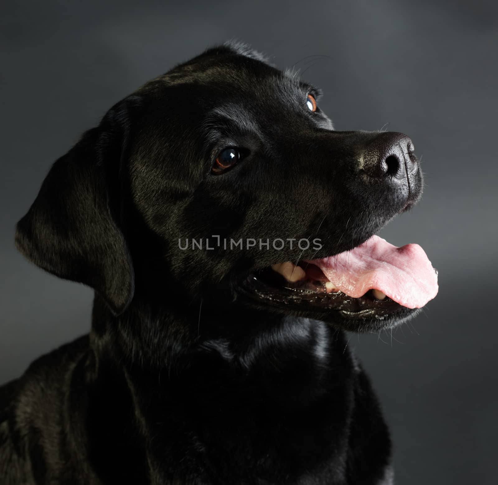 Black retriever dog dog head