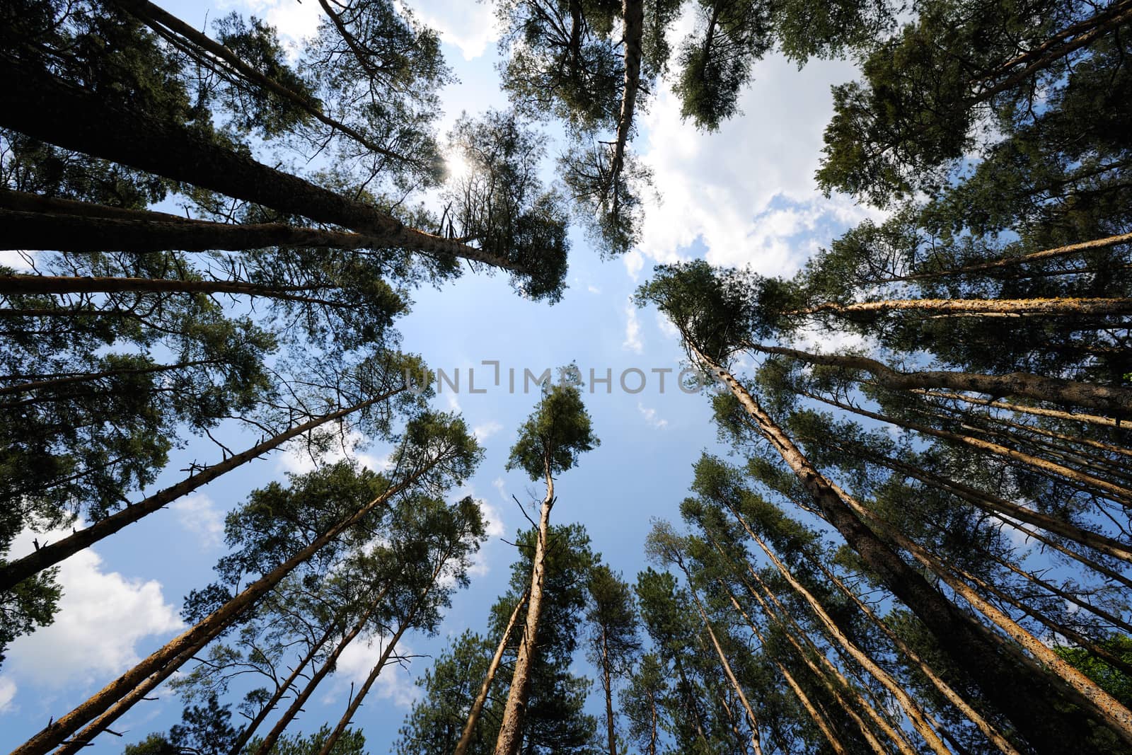 Tops of pine trees in a pine forest