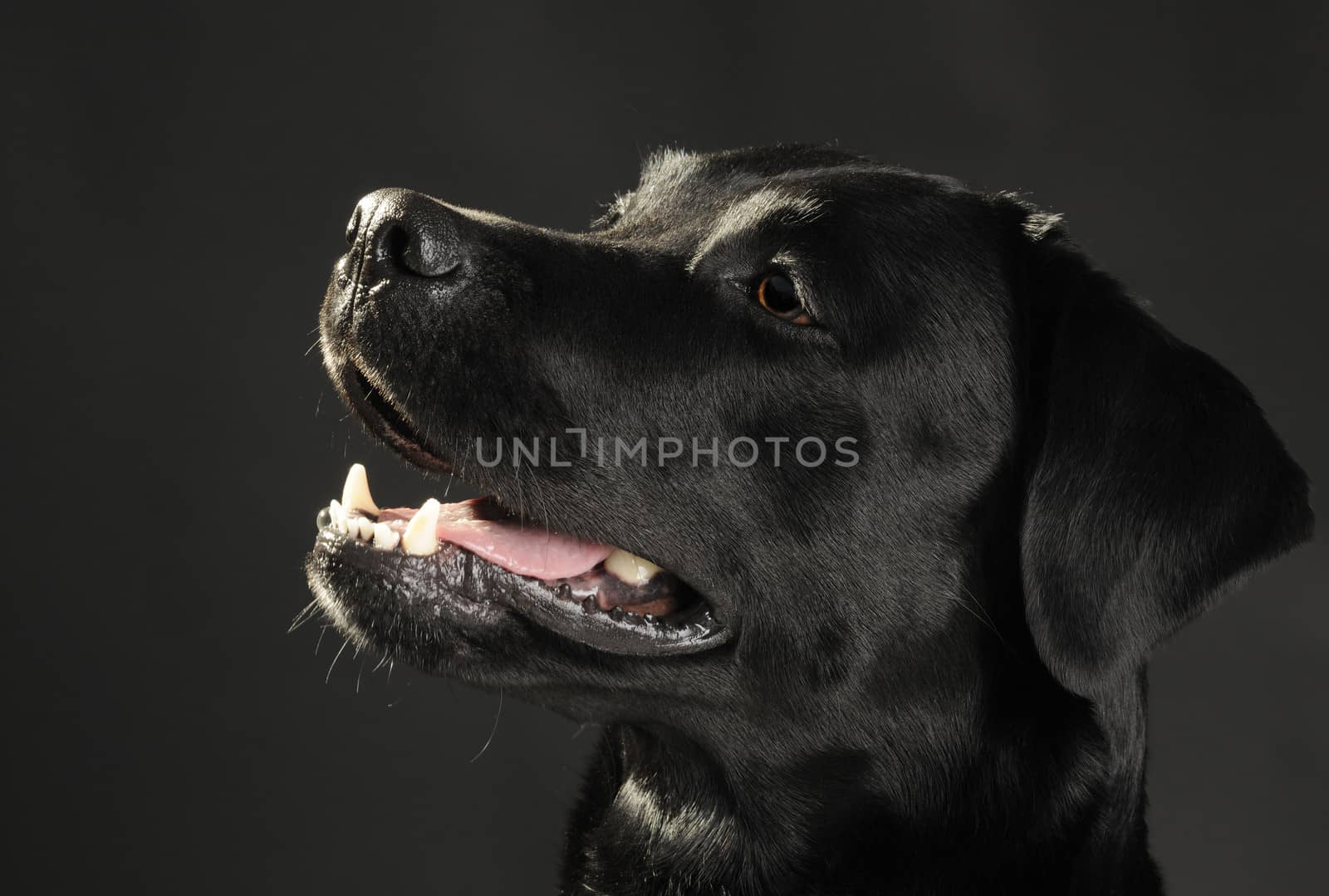 Head portrait of a black labrador retriever dog