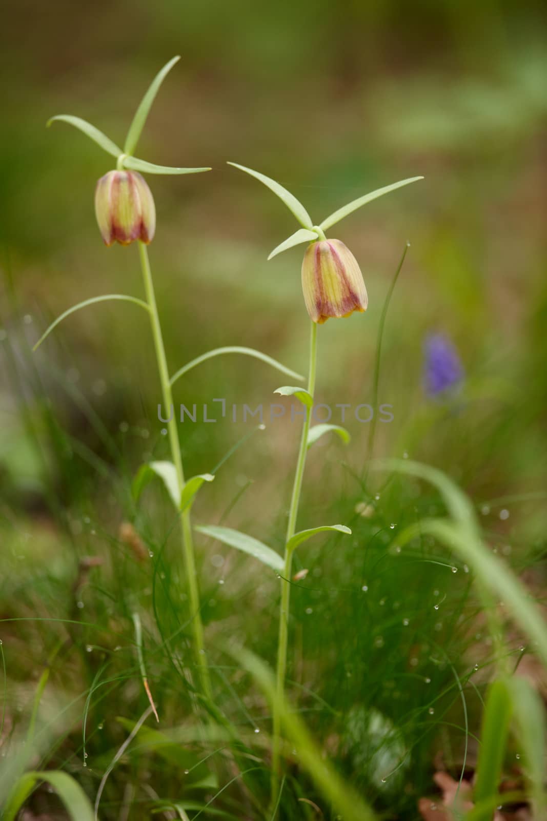 Forest spring flowers on a beautiful background blur