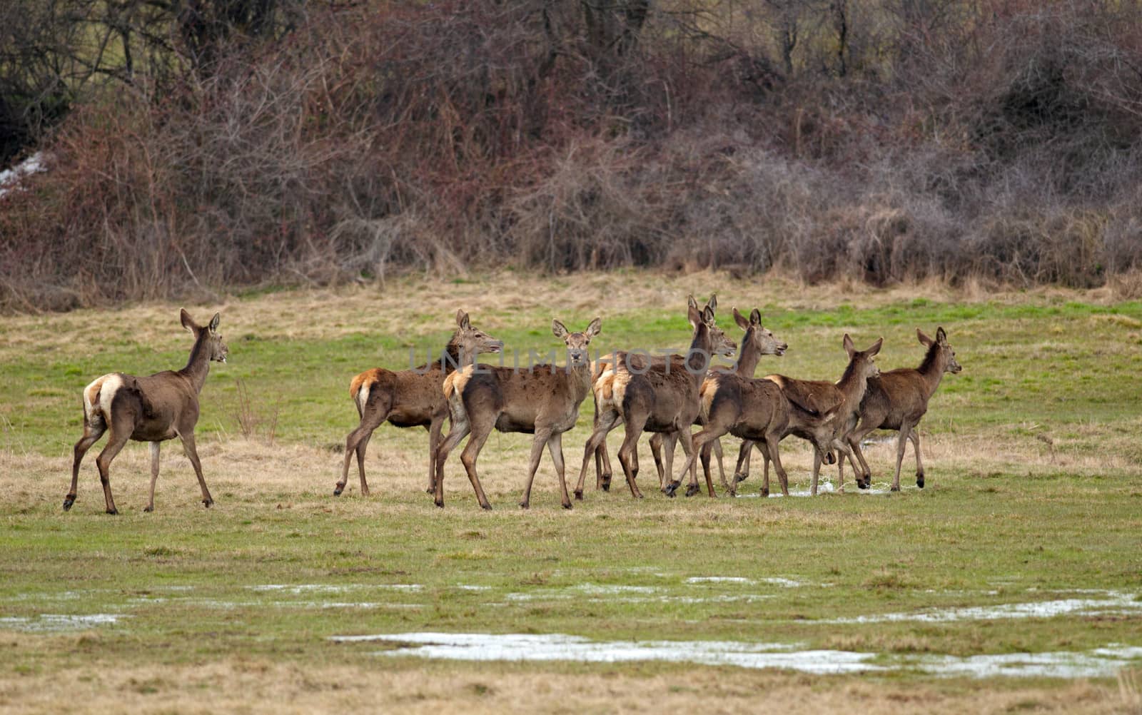 Flock of female European red stag deers on a spring meadow