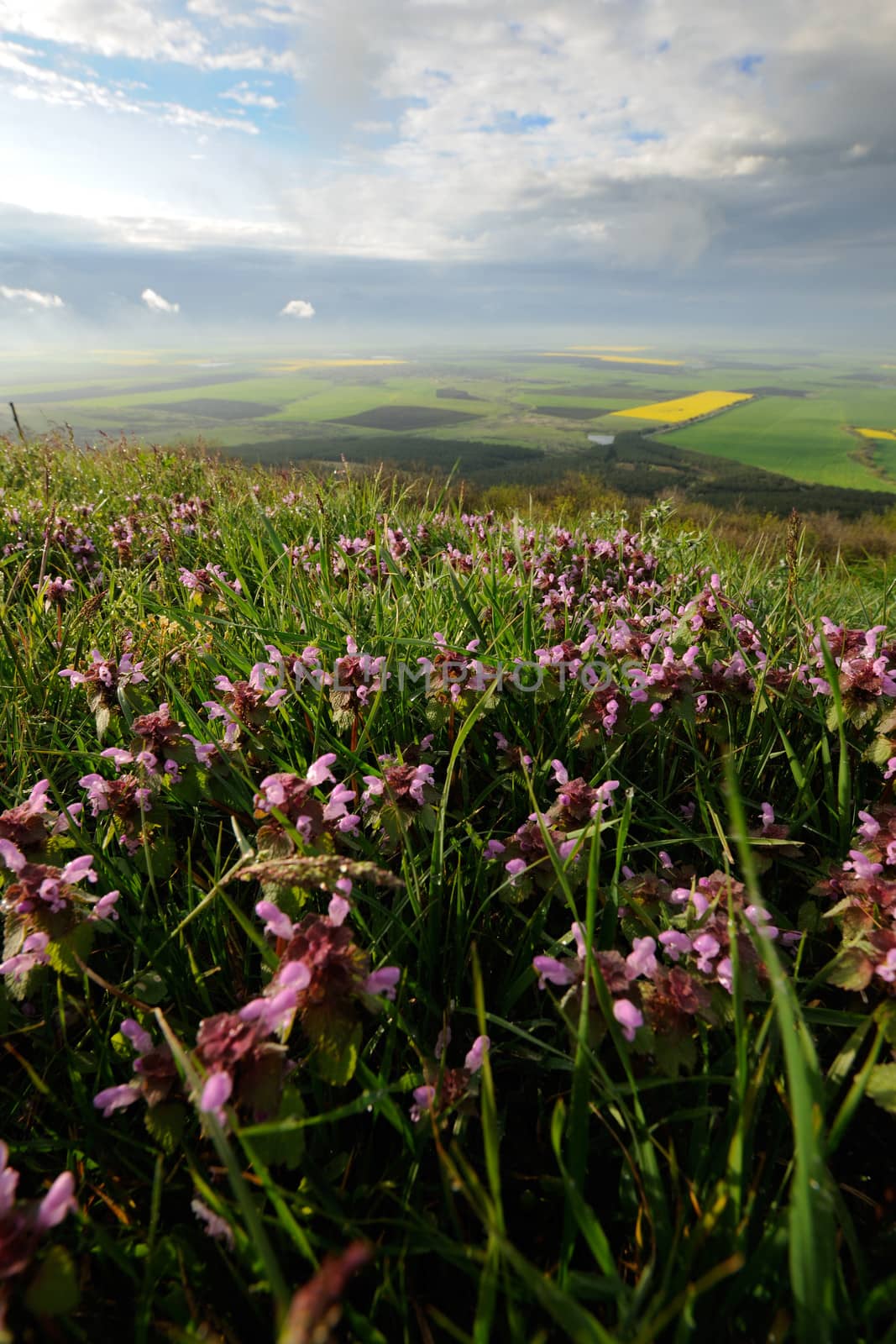 Spring flowers by ecobo