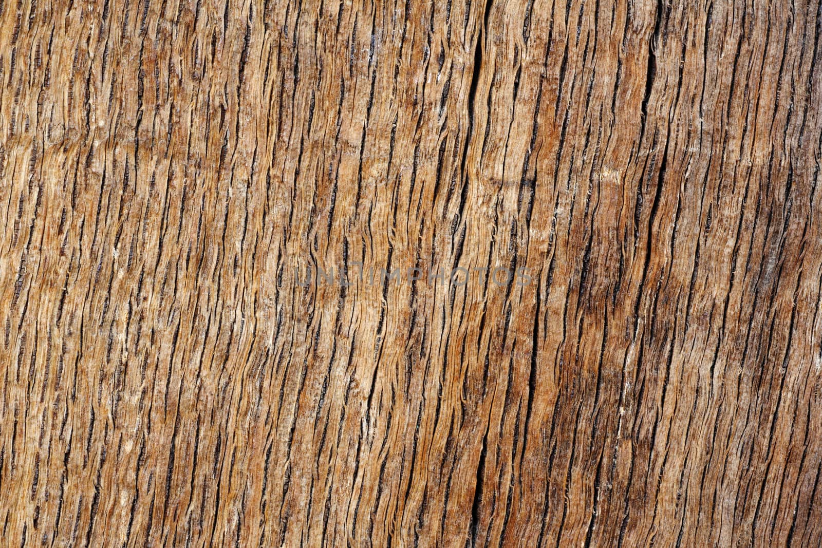 Wood texture oak by ecobo