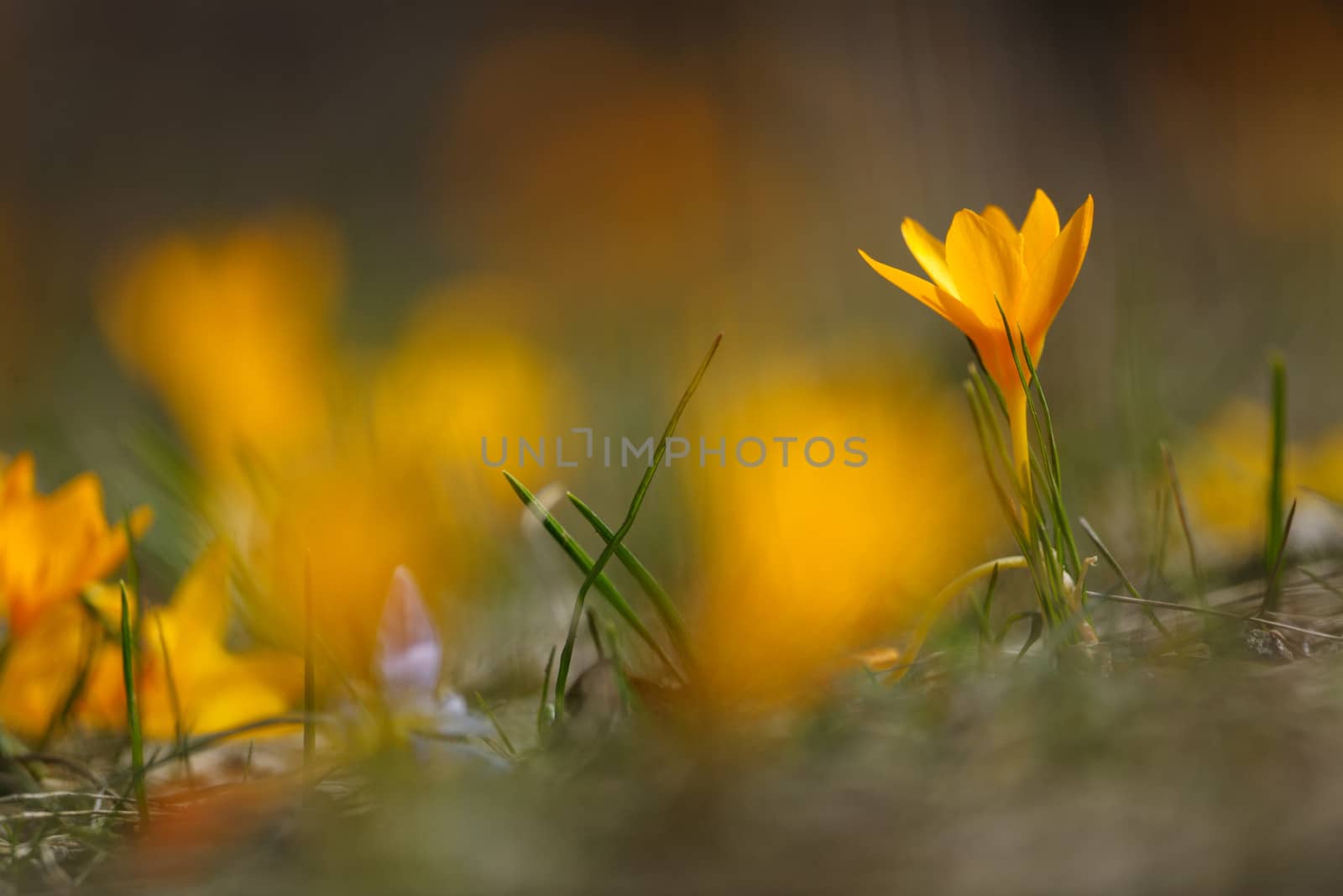 Spring flowers blossoms, yellow crocus blooms on beautiful background