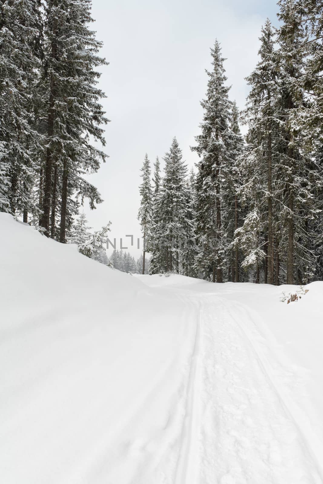 Road in winter pine forest