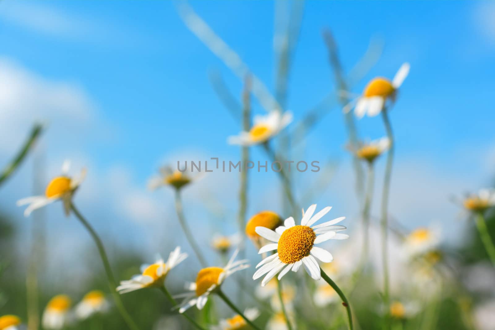 Daisy and marguerites spring flowers on a blue sky background