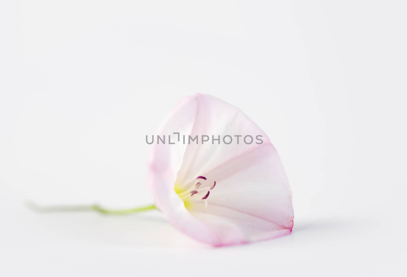 Studio shot of a tender flower on white background