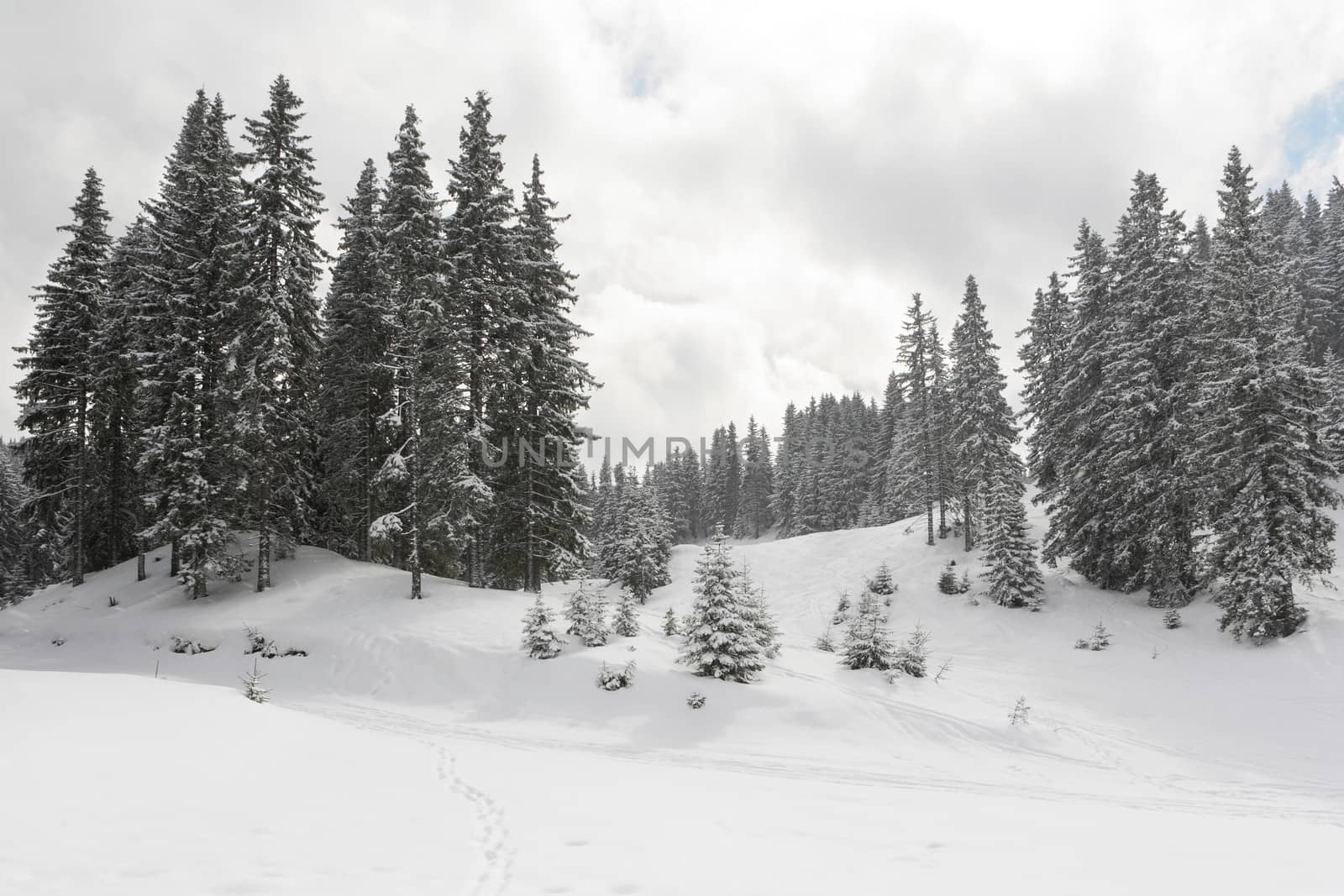 Winter landscape in mountains with pine tree forest